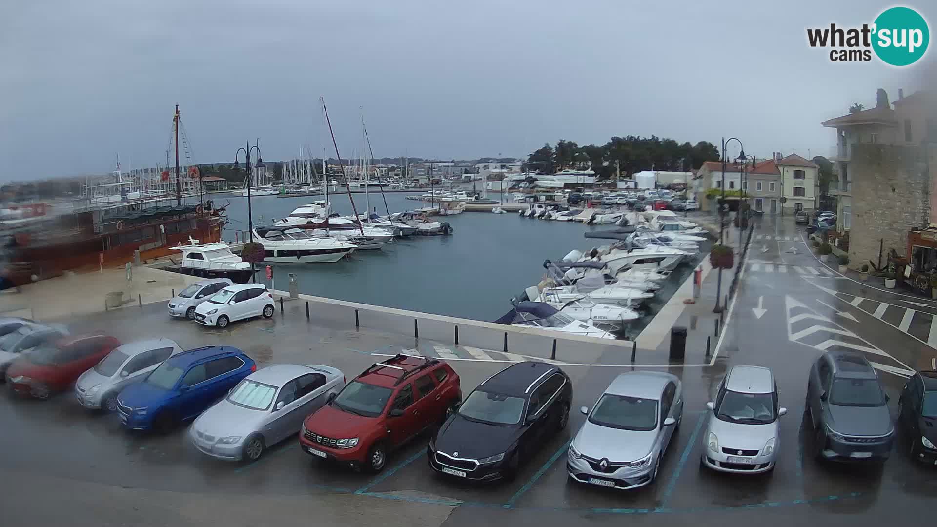 Novigrad | Porporela marina