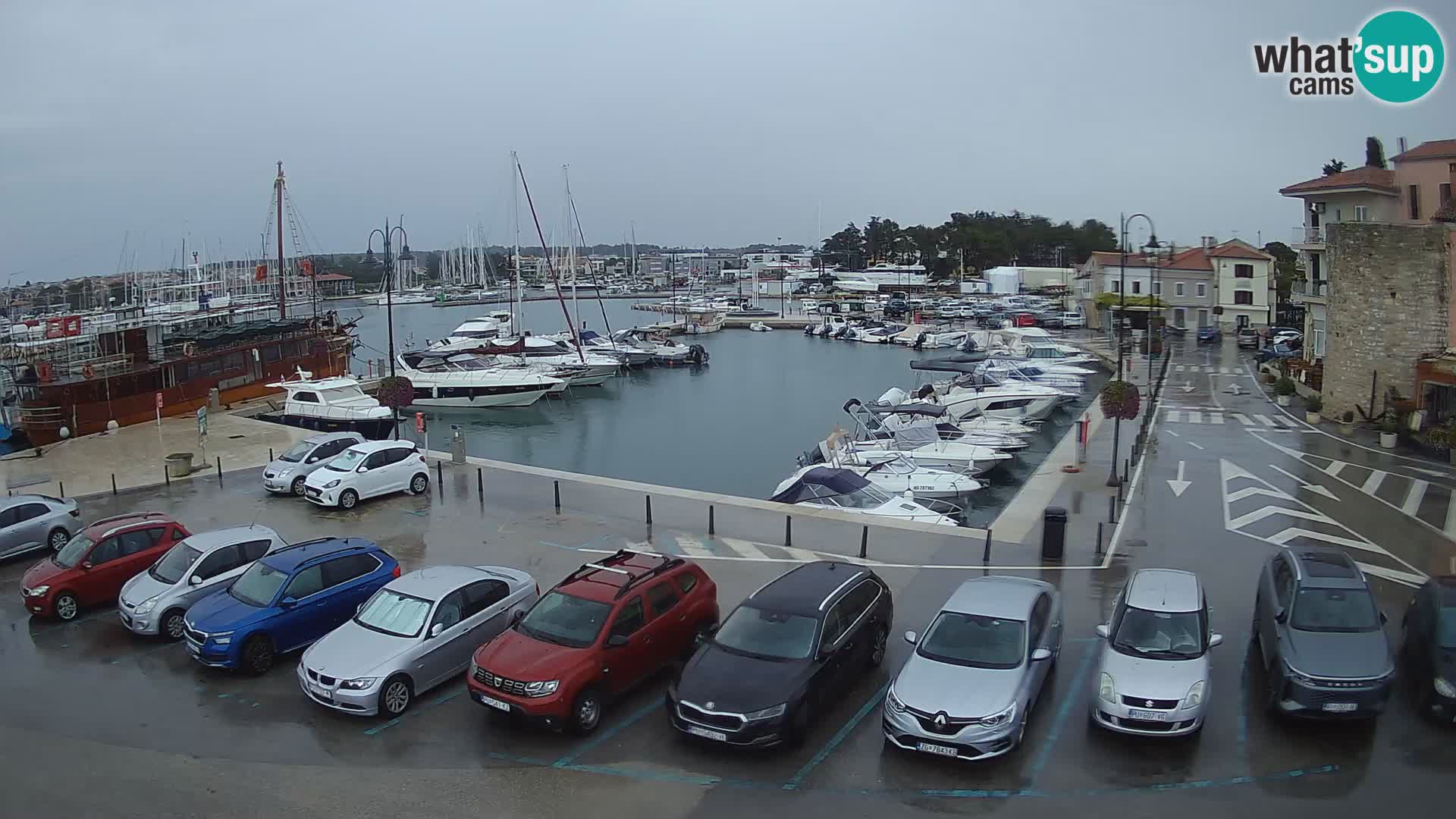 Novigrad | Porporela marina