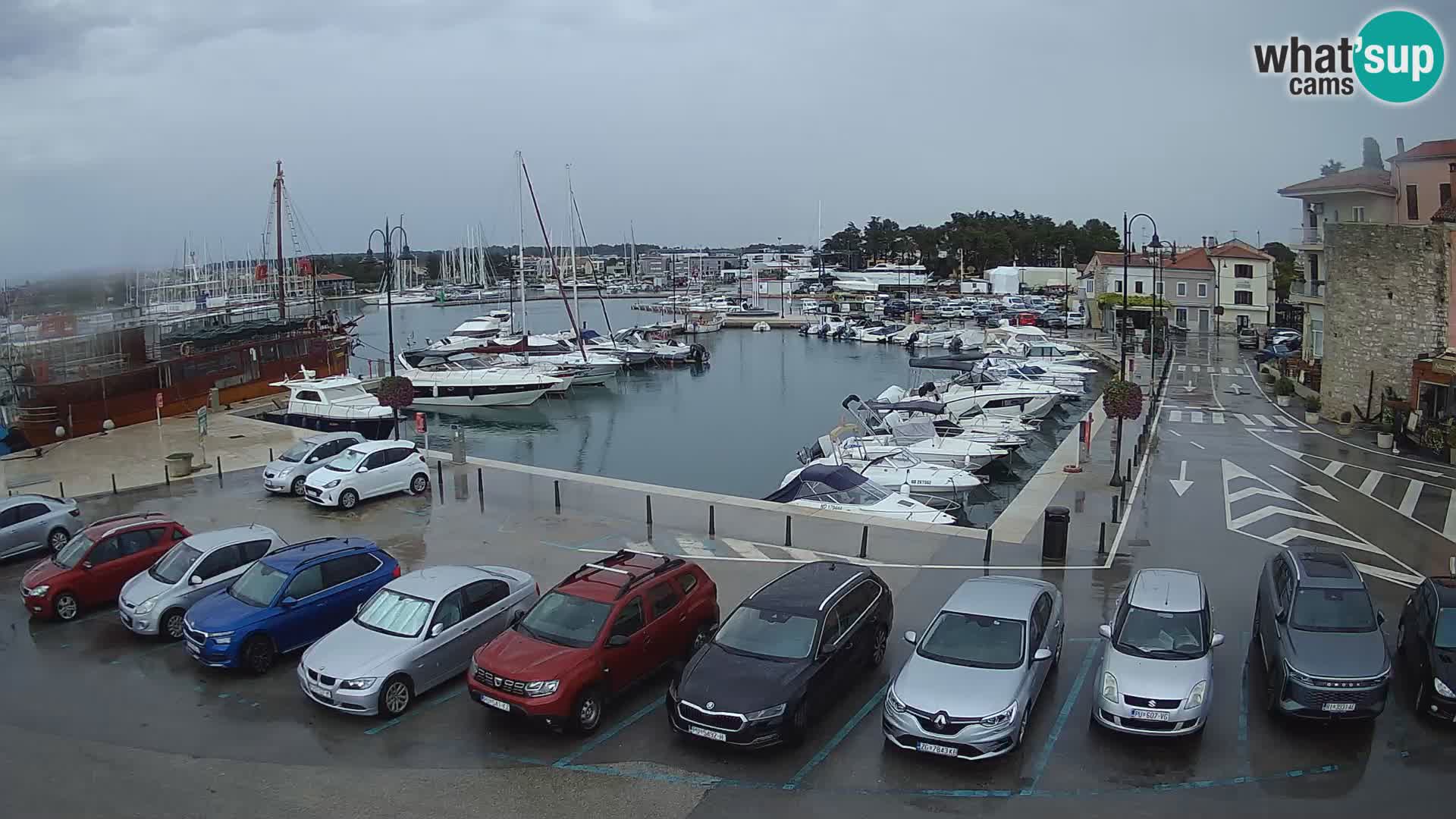 Novigrad | Porporela marina