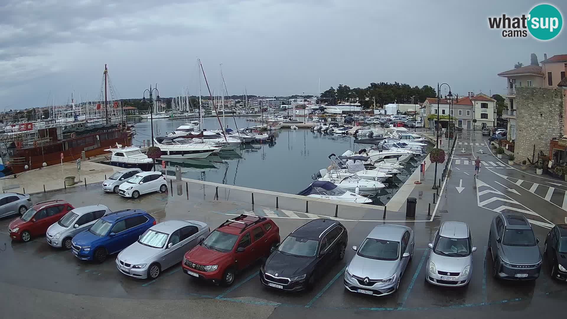 Novigrad | Porporela marina