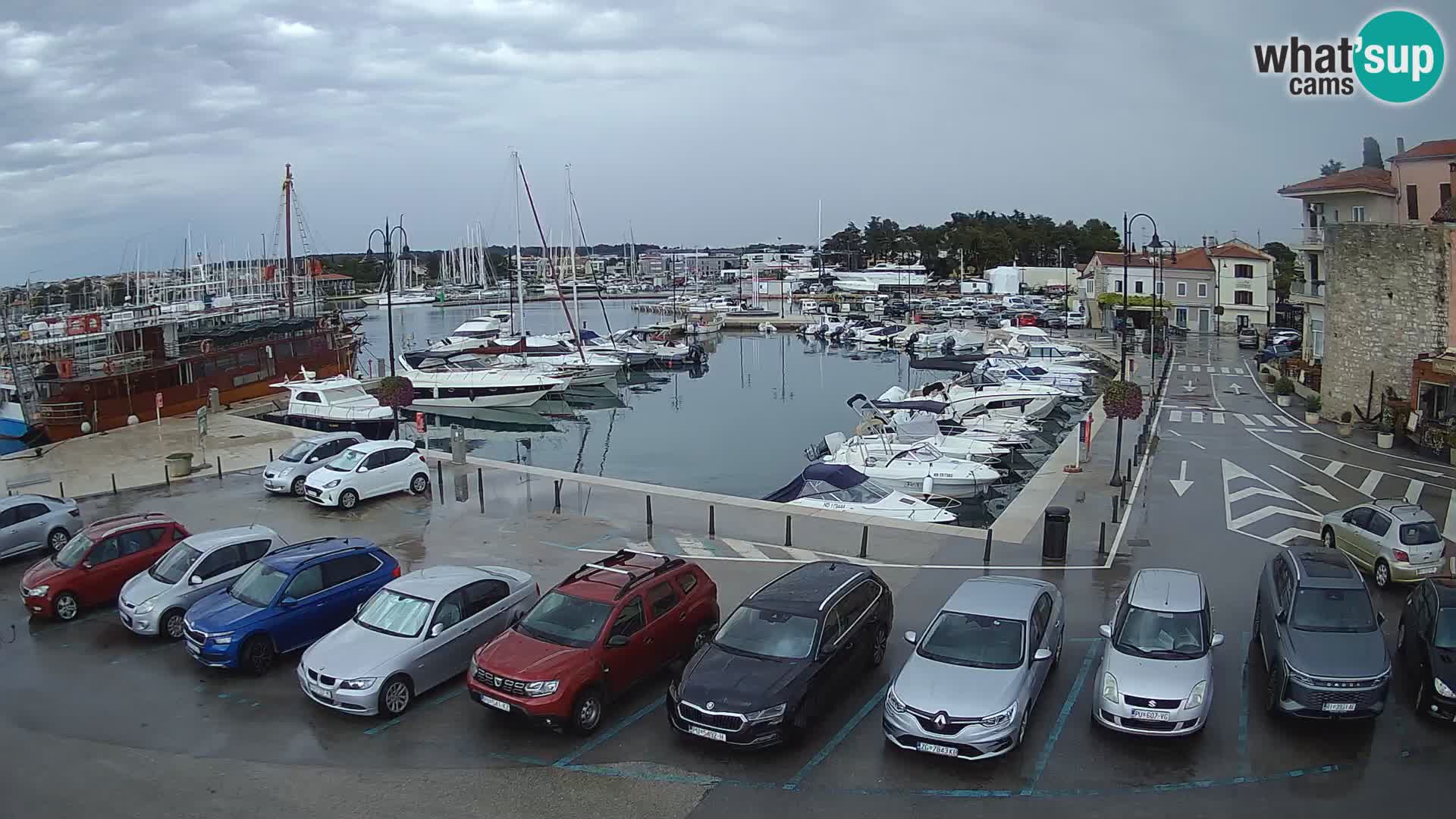 Novigrad | Porporela marina