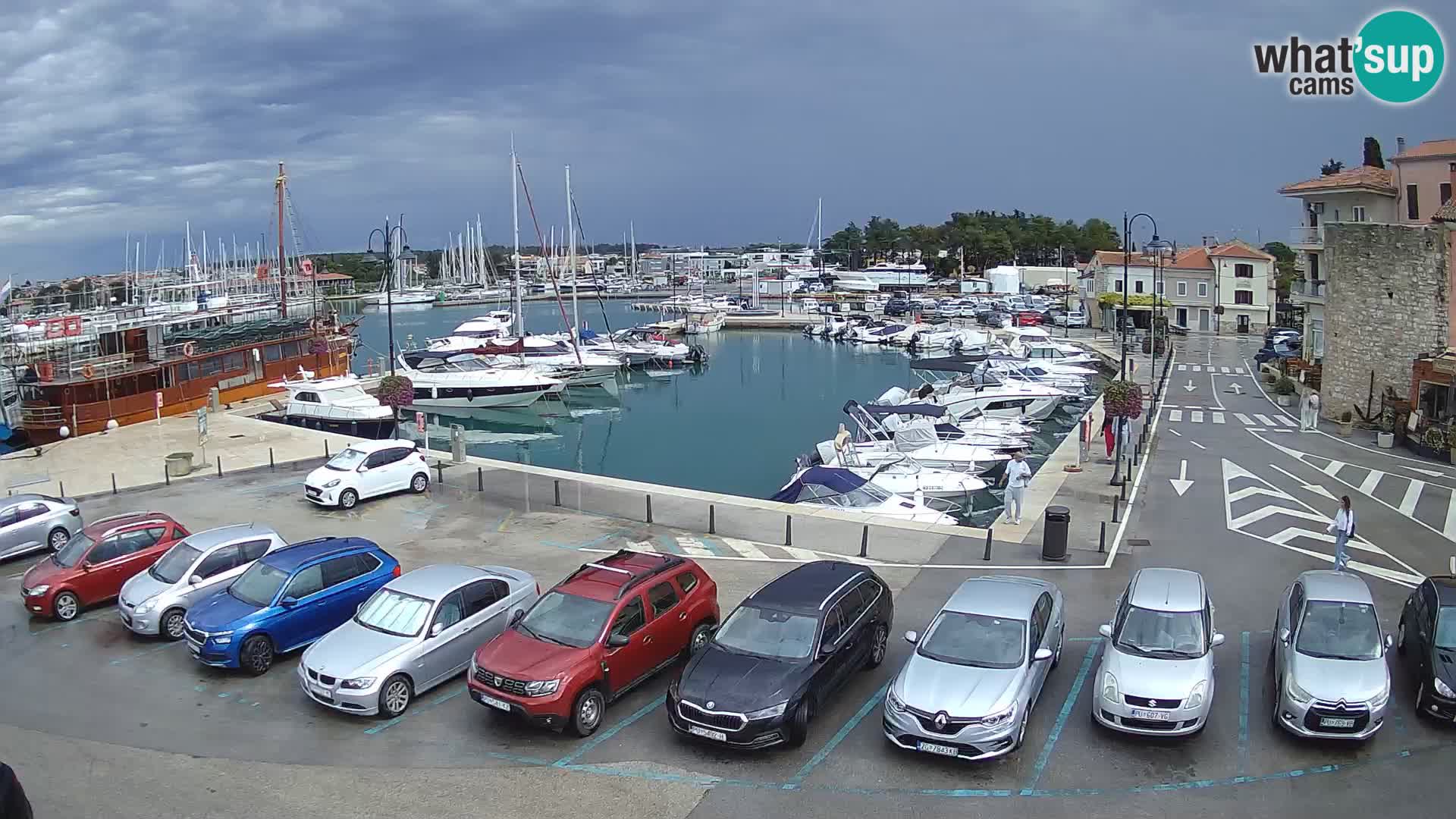 Novigrad | Porporela marina
