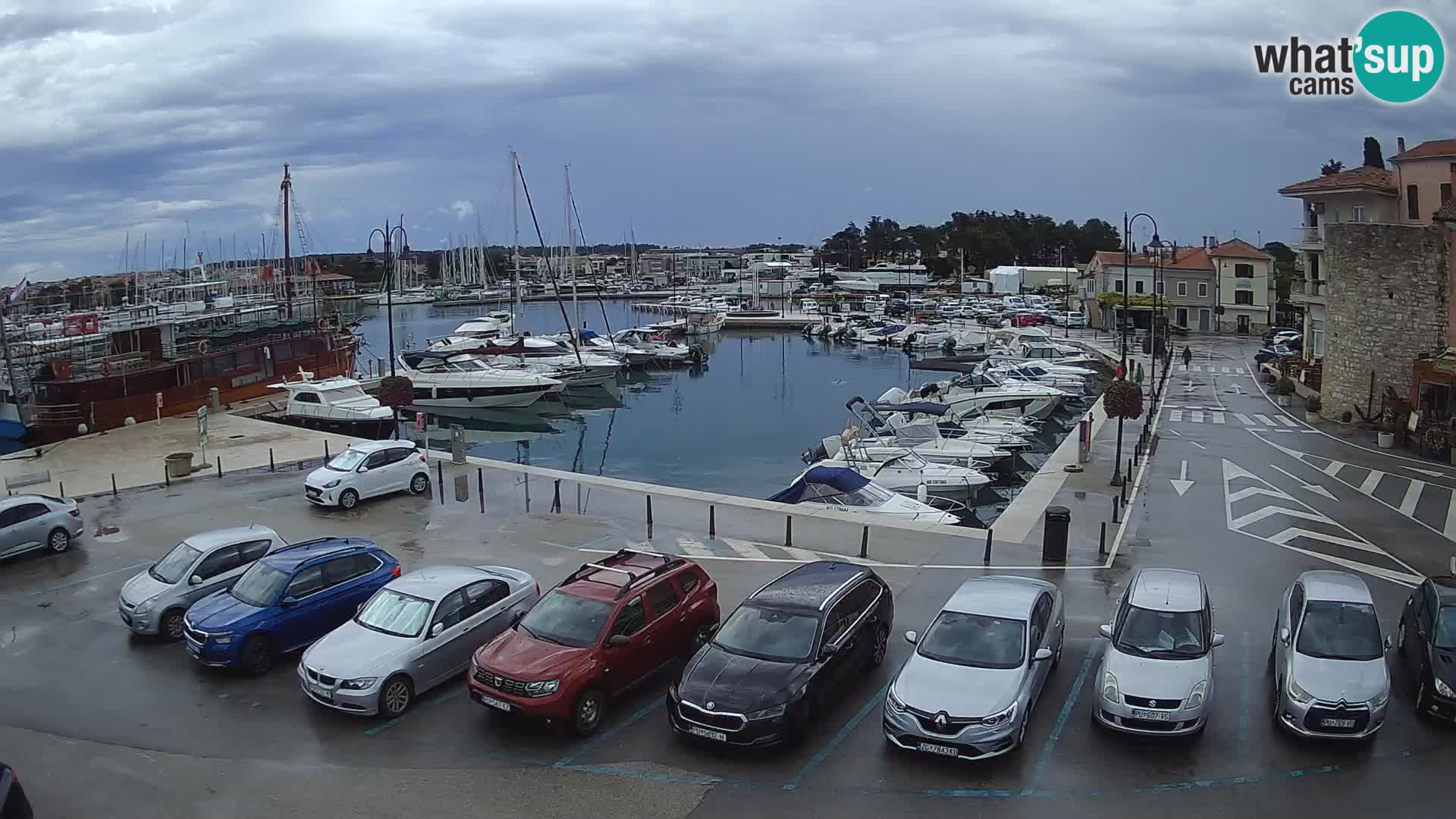 Novigrad | Porporela marina