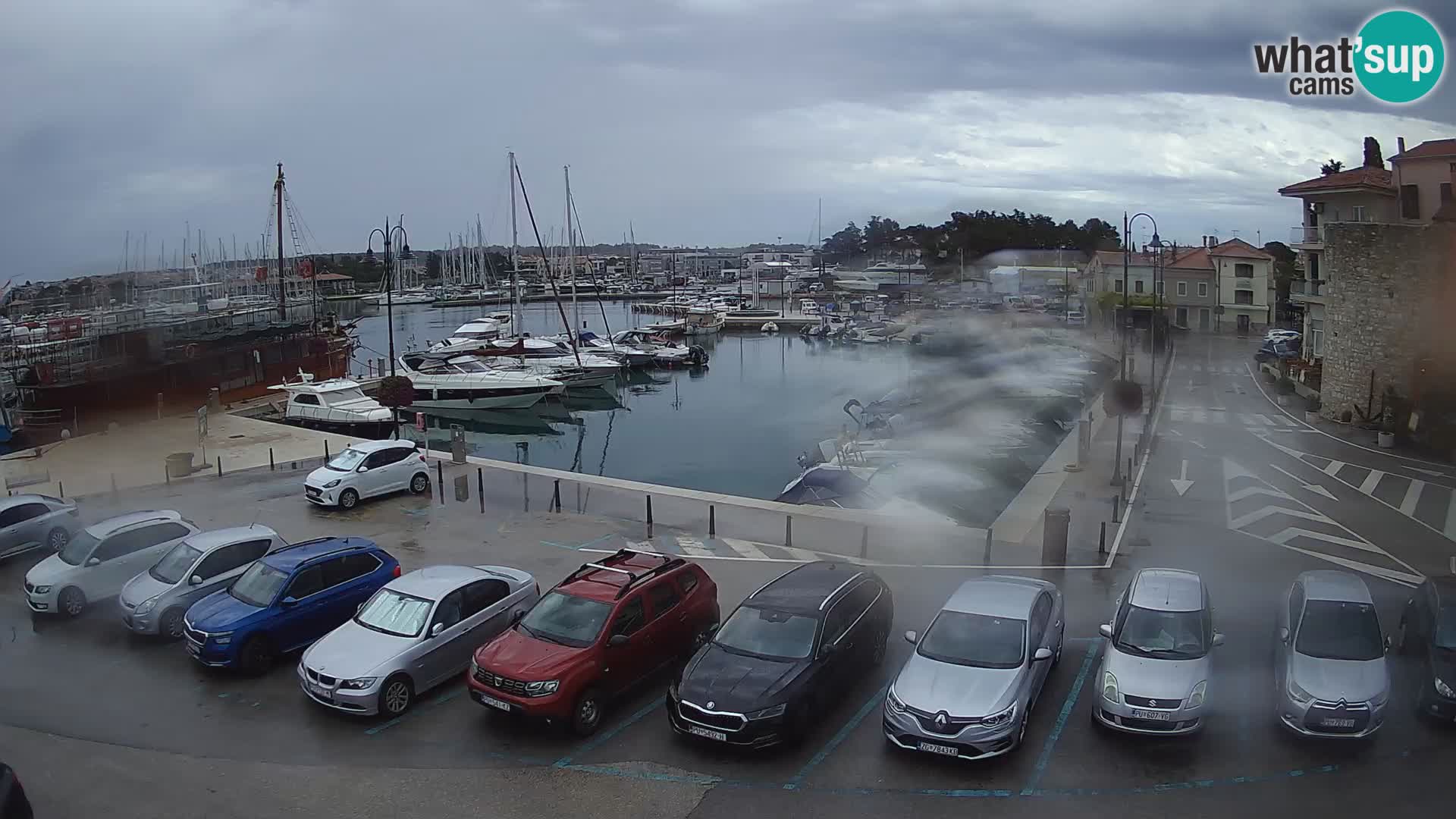 Novigrad | Porporela marina