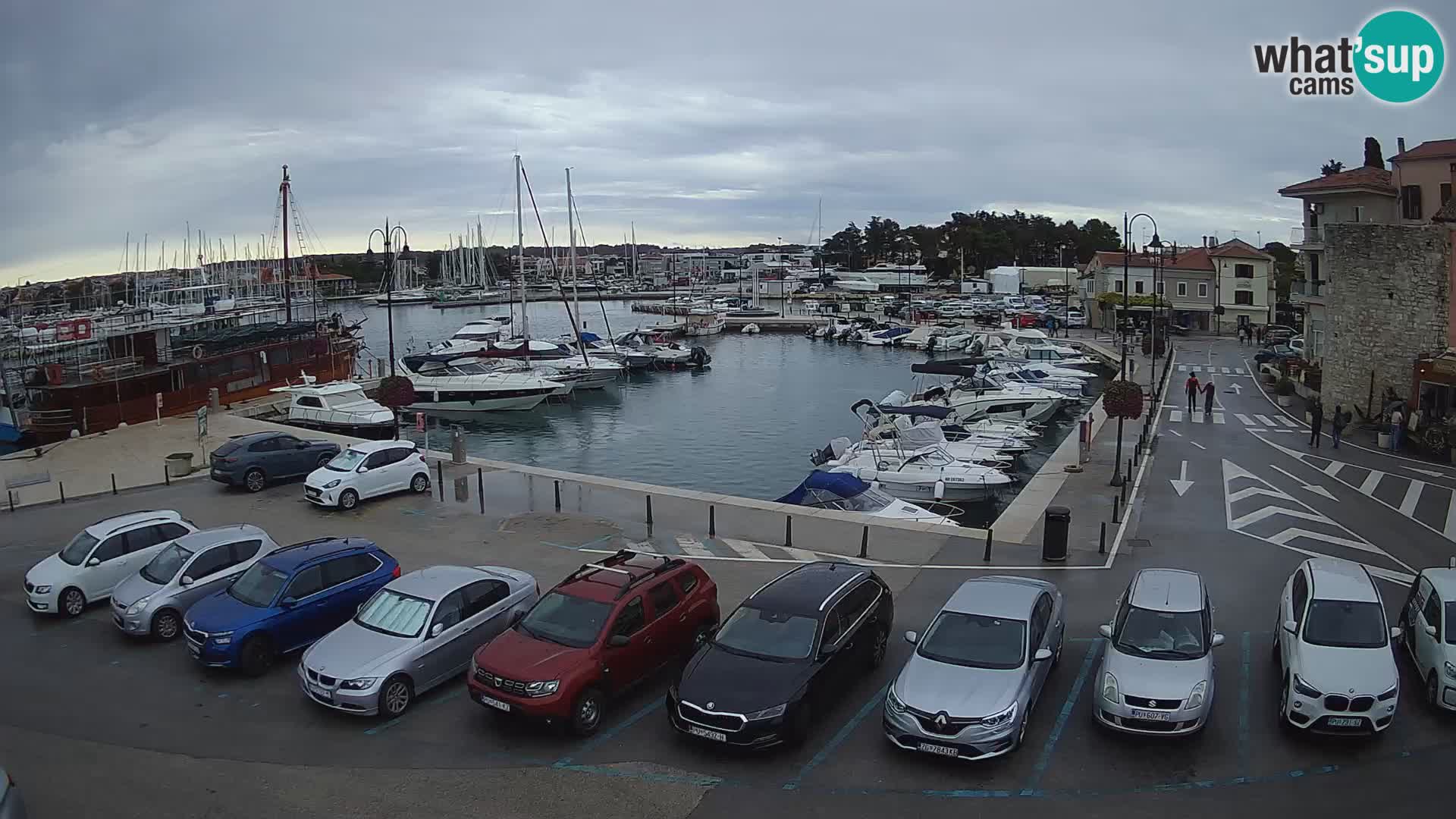 Novigrad | Porporela marina