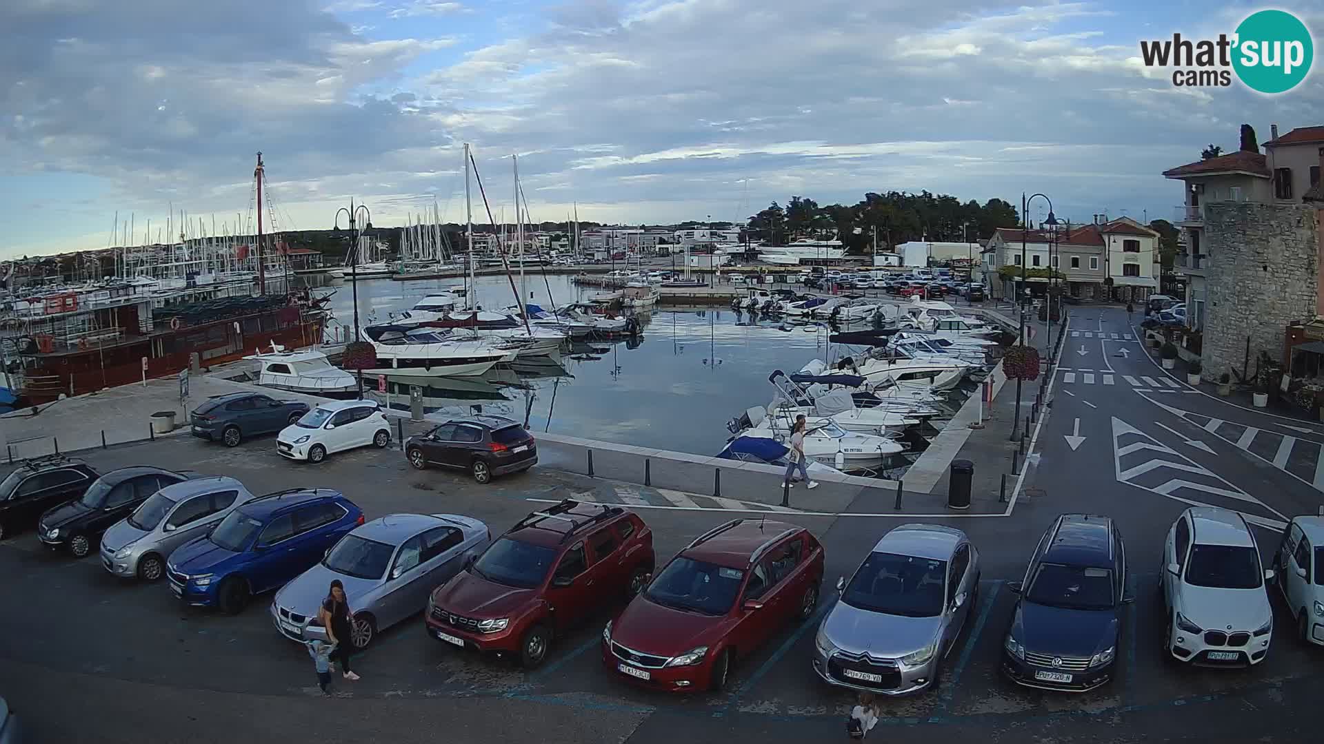 Novigrad | Porporela marina
