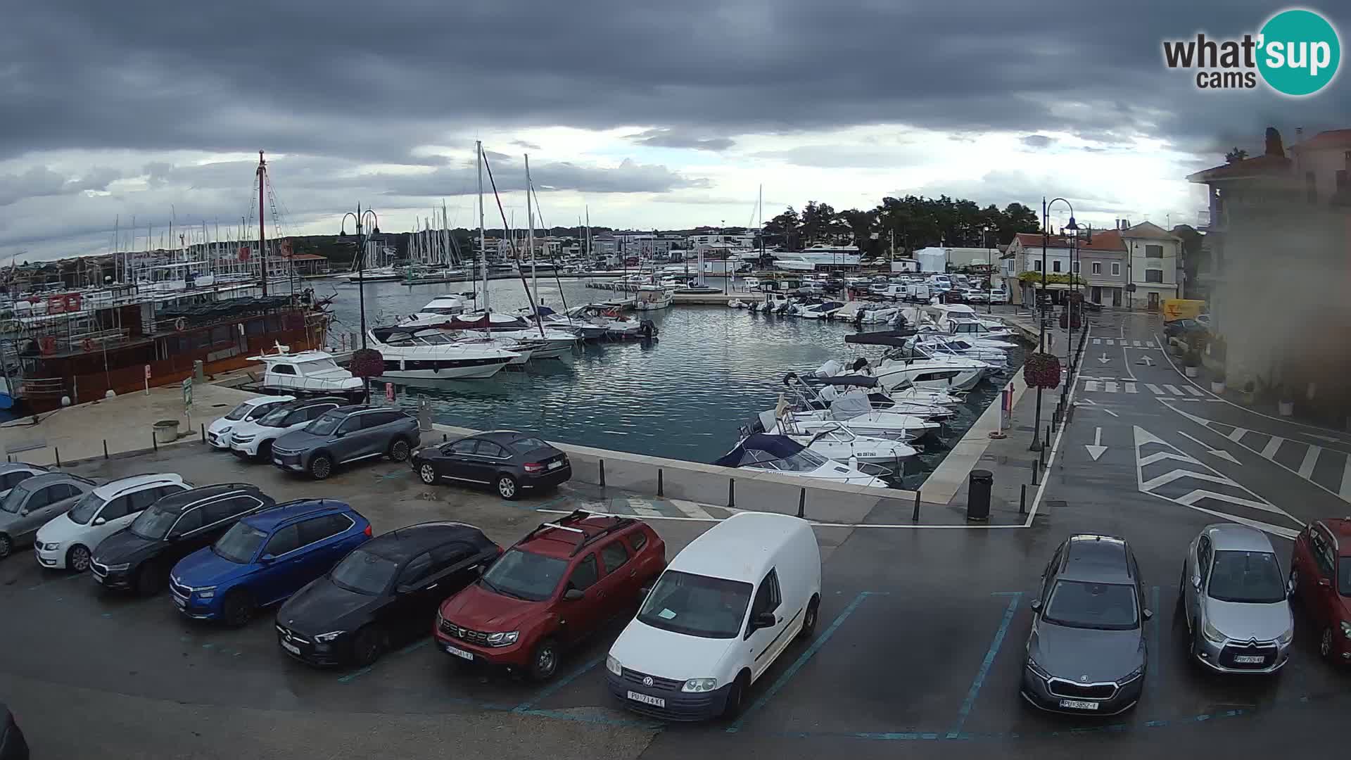 Novigrad | Porporela marina