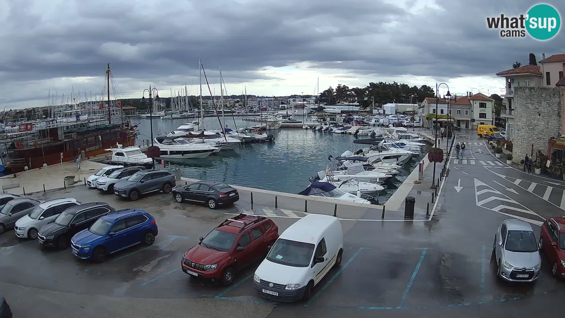 Novigrad | Porporela marina