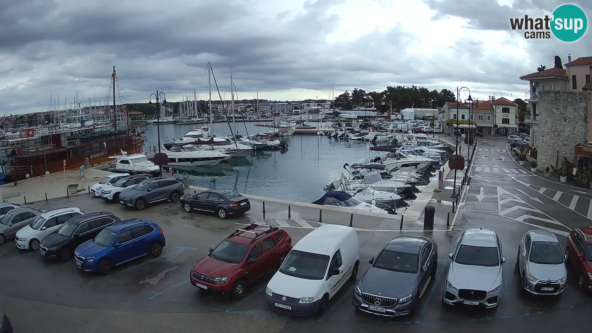 Novigrad | Porporela marina