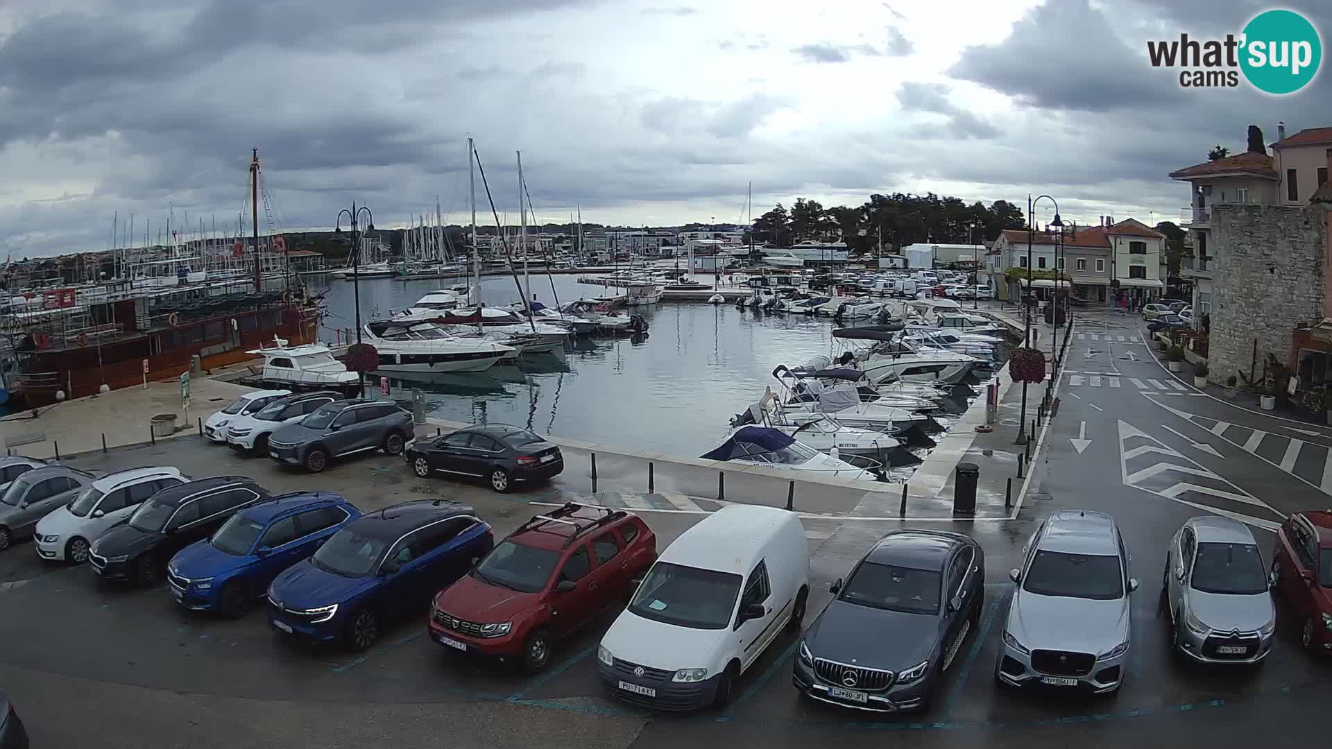 Novigrad | Porporela marina