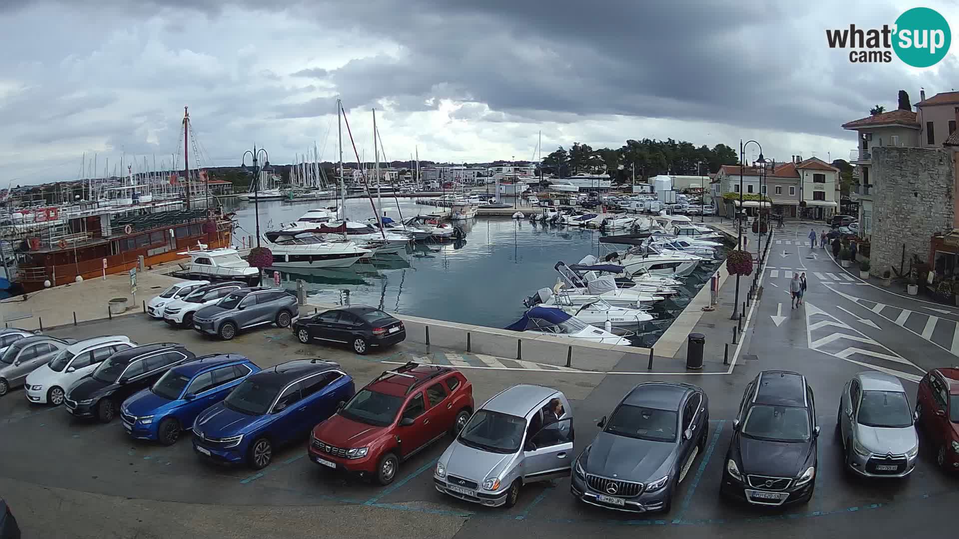 Novigrad | Porporela marina