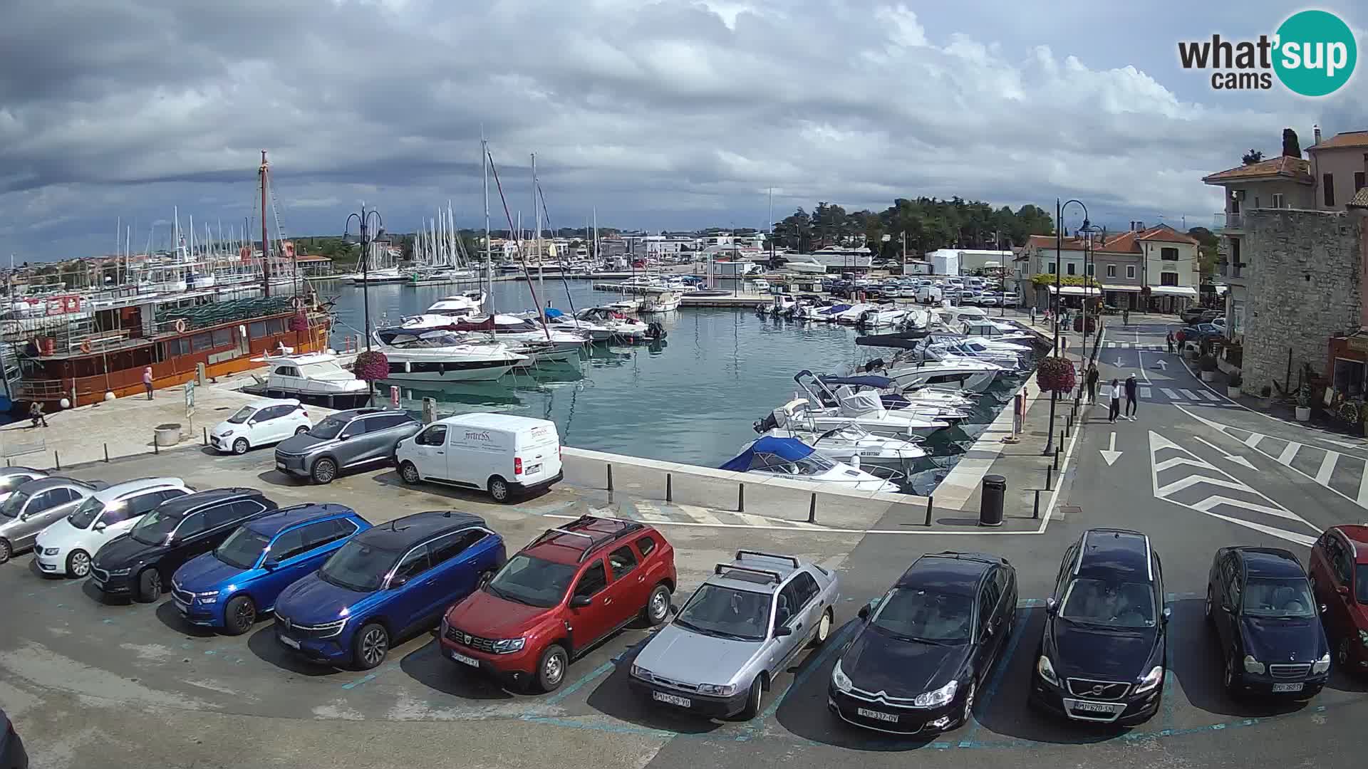 Novigrad | Porporela marina
