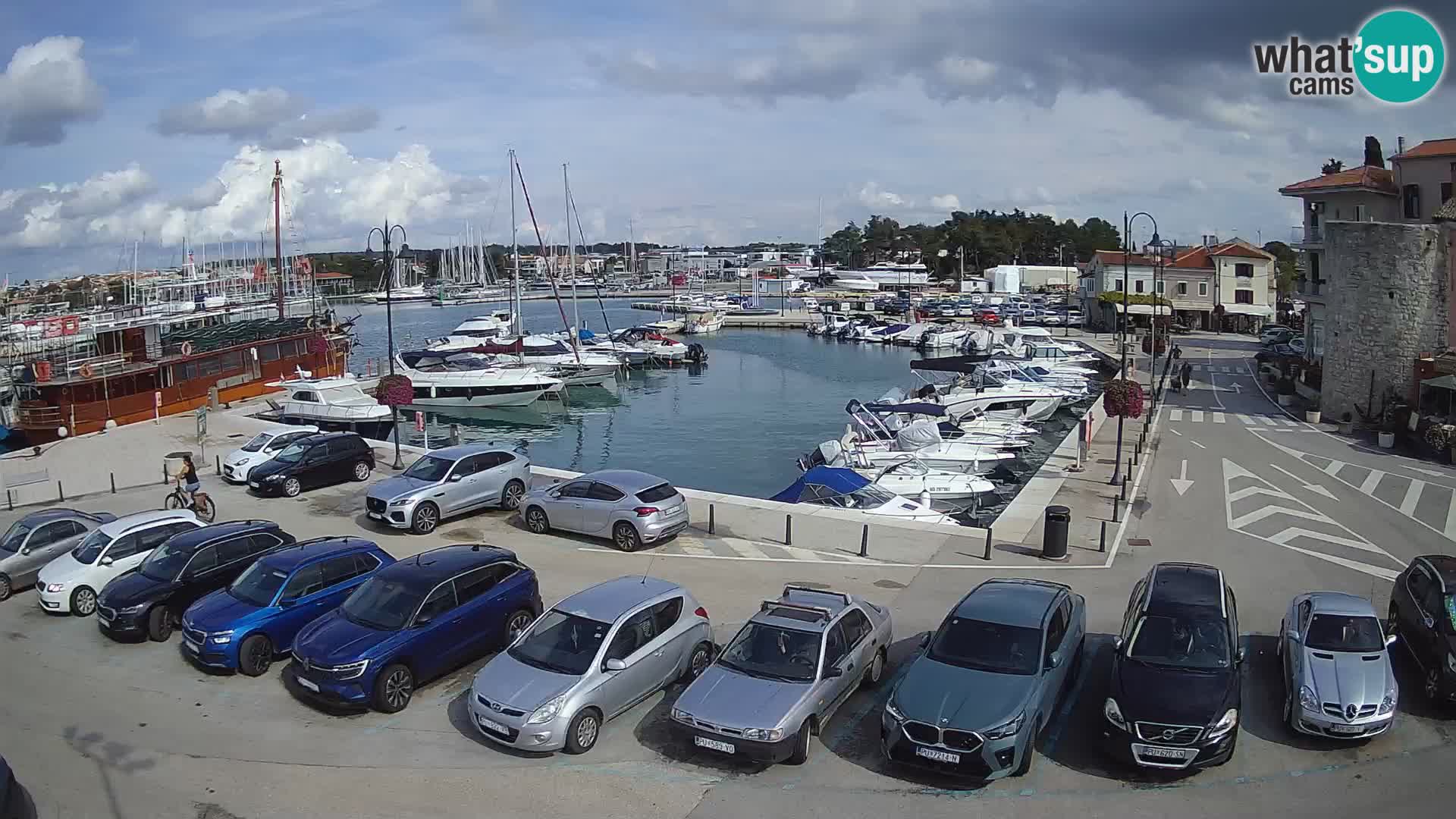 Novigrad | Porporela marina
