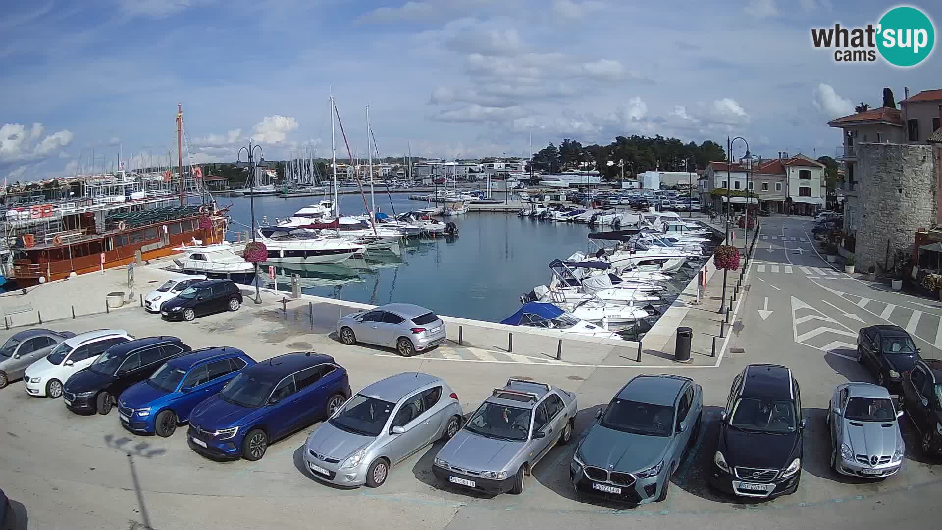 Novigrad | Porporela marina