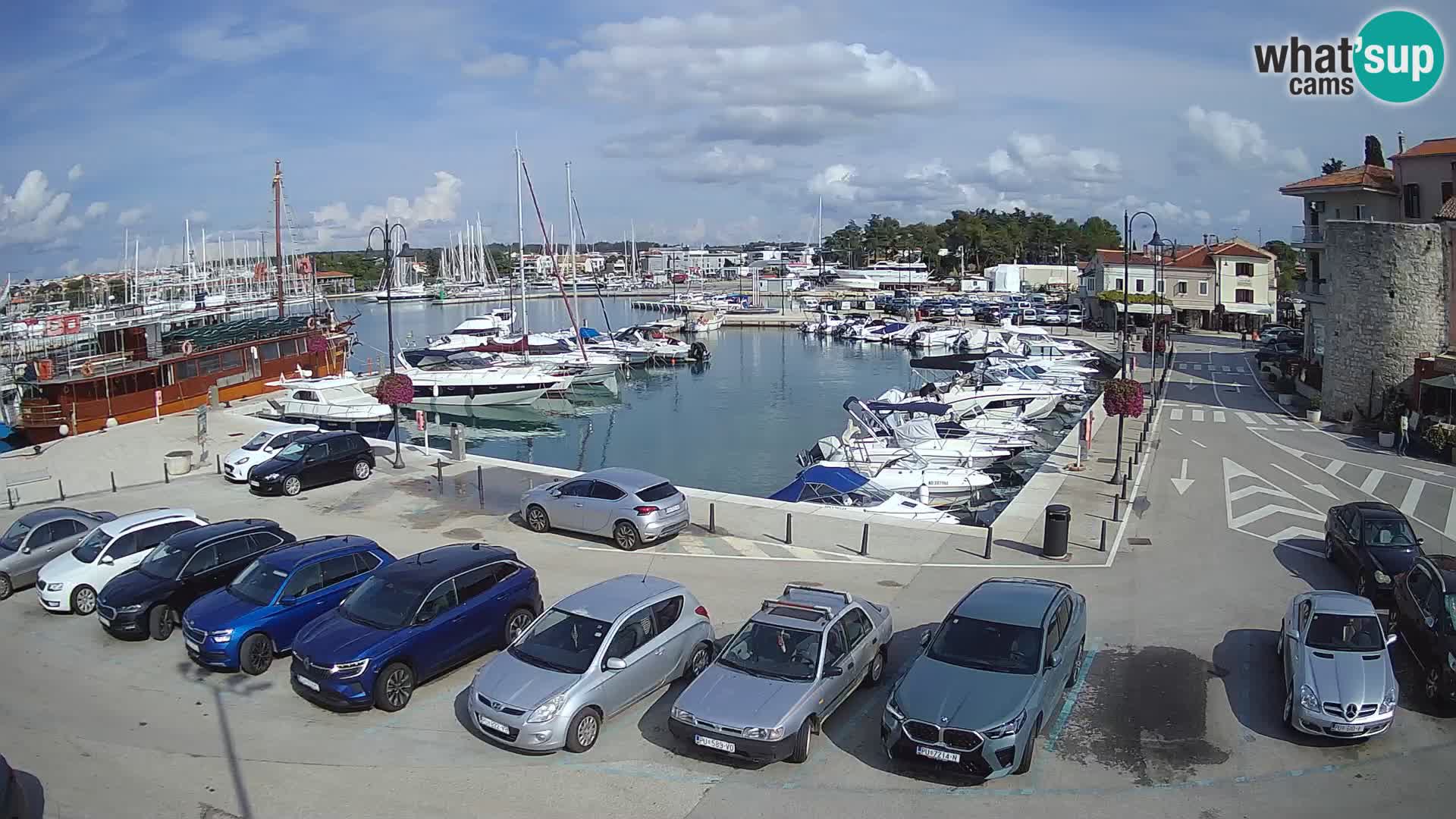 Novigrad | Porporela marina