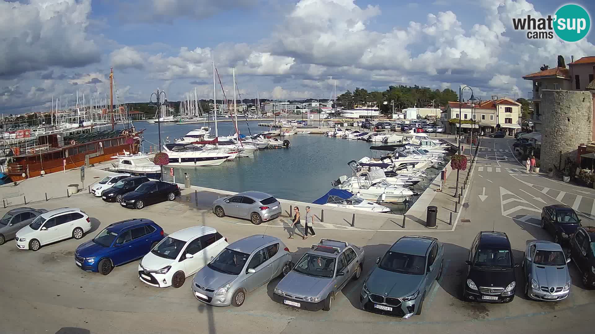 Novigrad | Porporela marina
