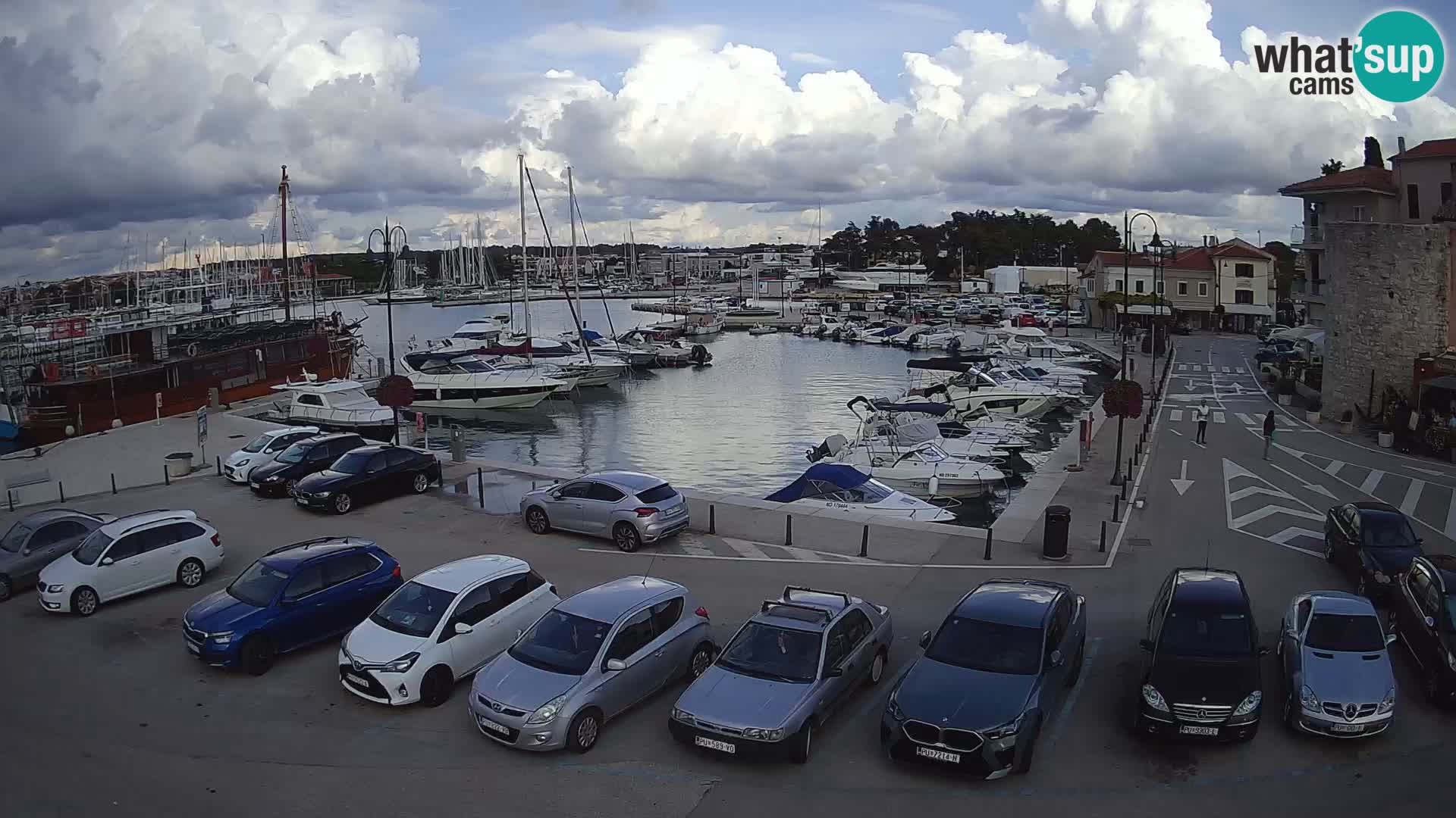 Novigrad | Porporela marina