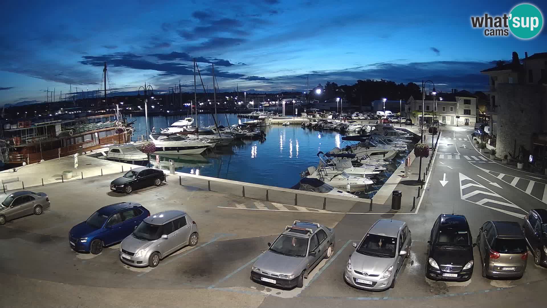 Novigrad | Porporela marina
