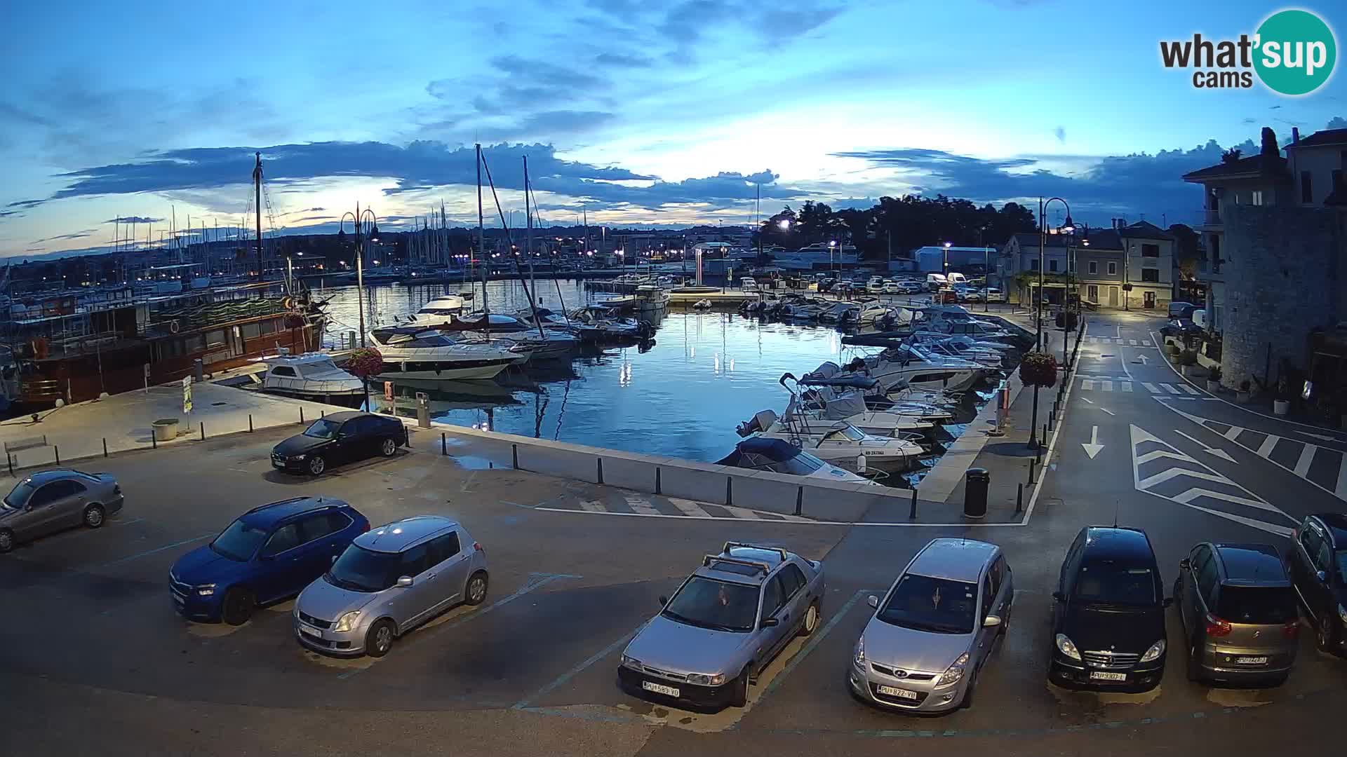 Novigrad | Porporela marina