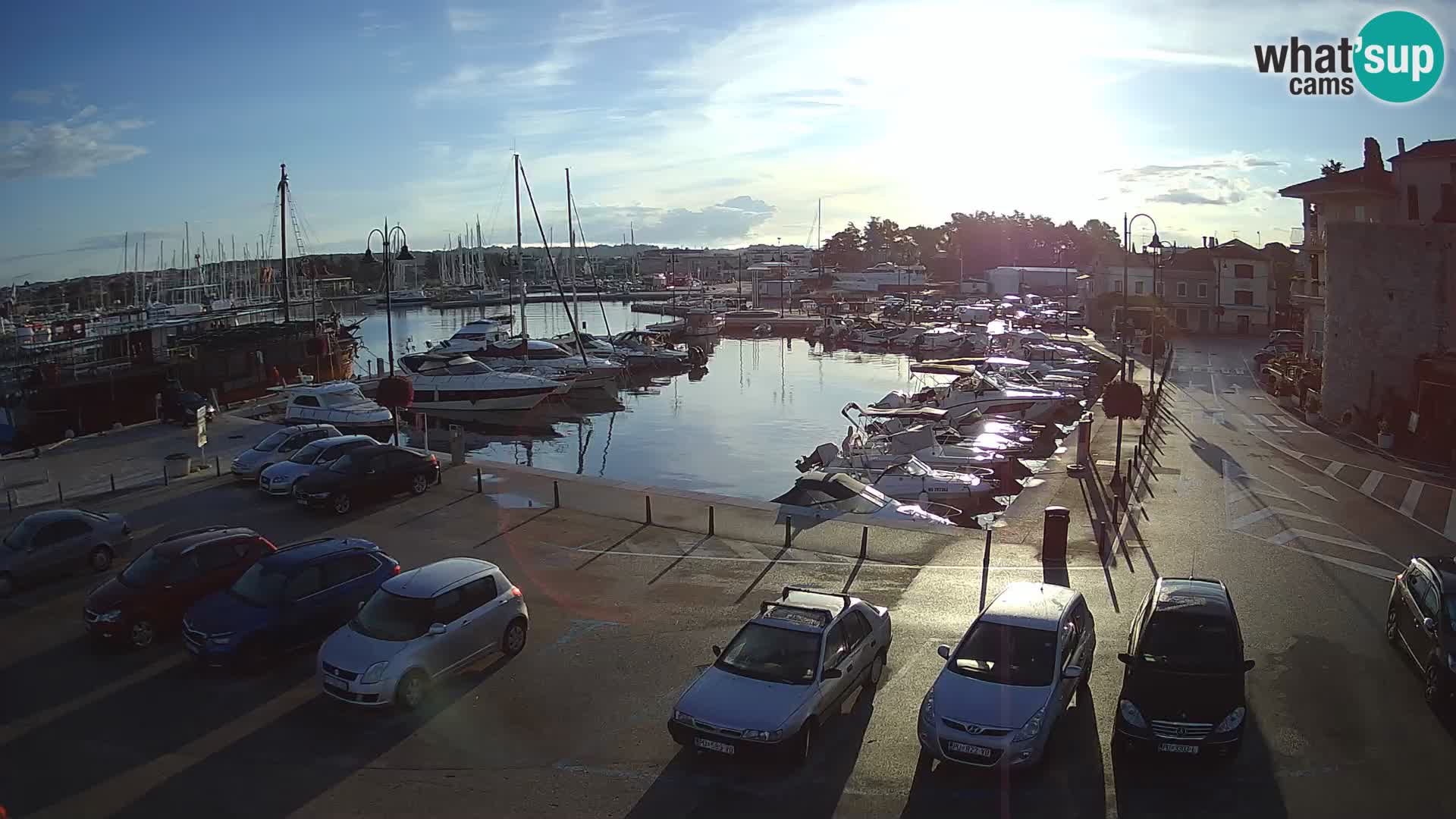 Novigrad | Porporela marina