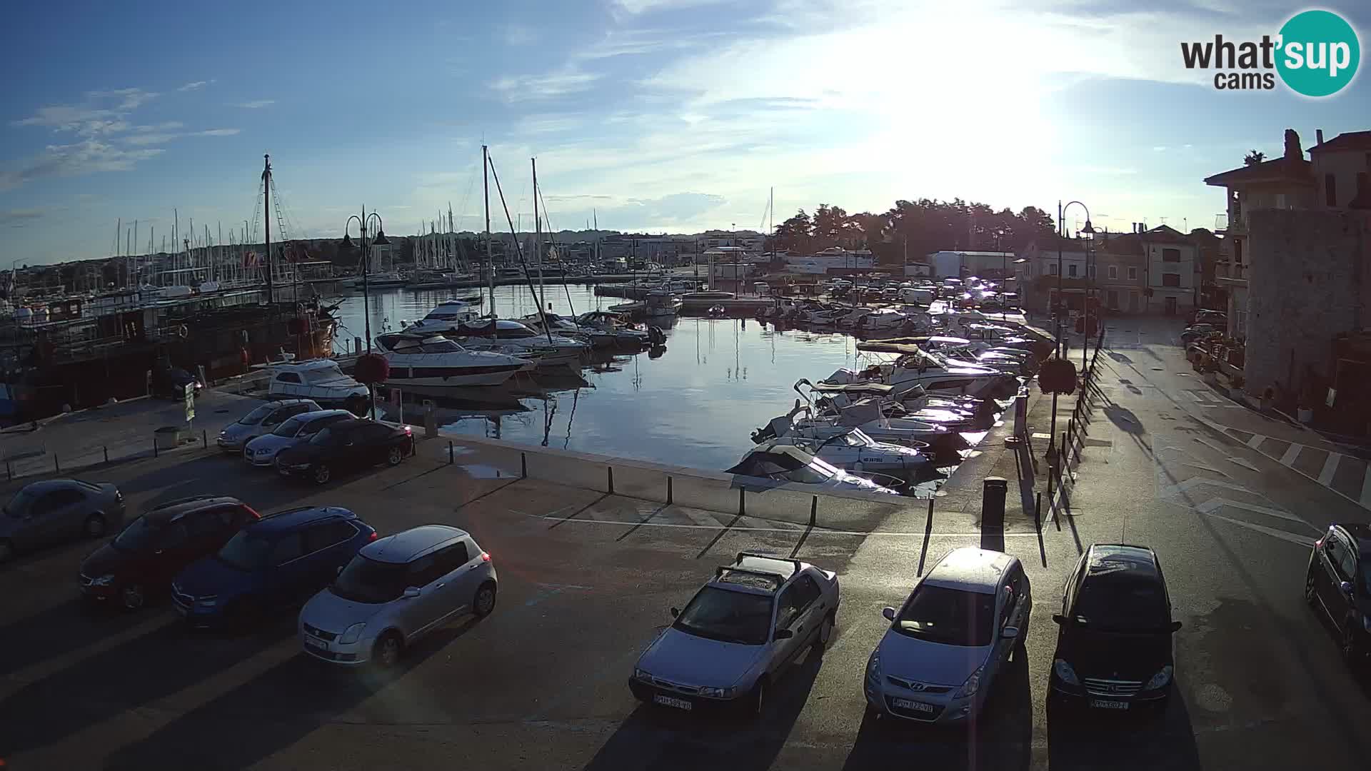 Novigrad | Porporela marina