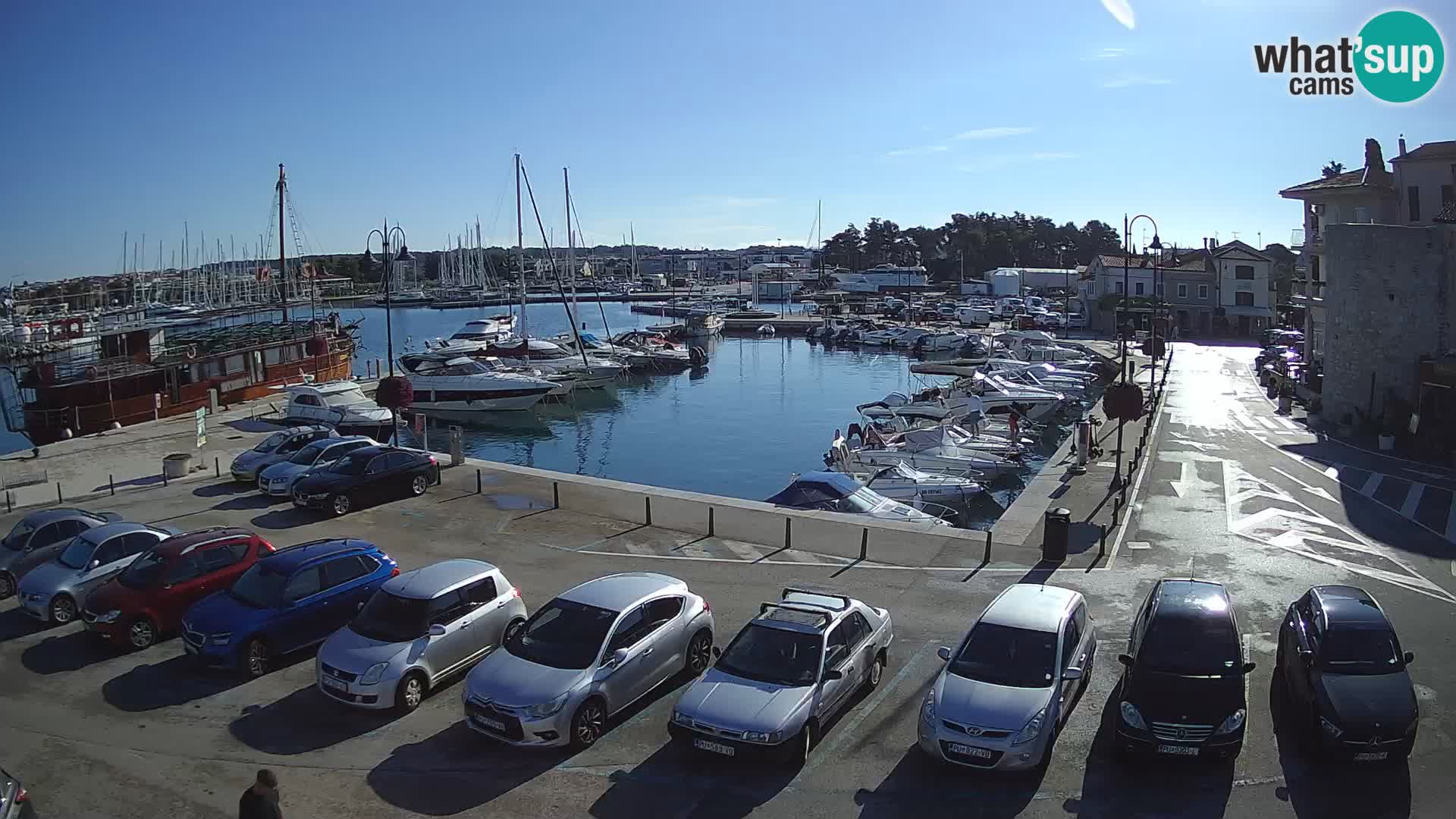 Novigrad | Porporela marina