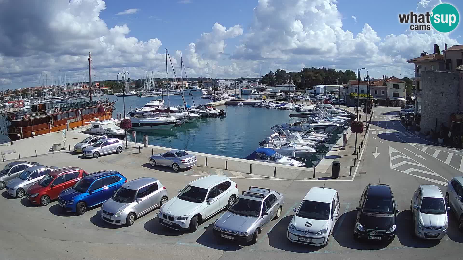 Novigrad | Porporela marina