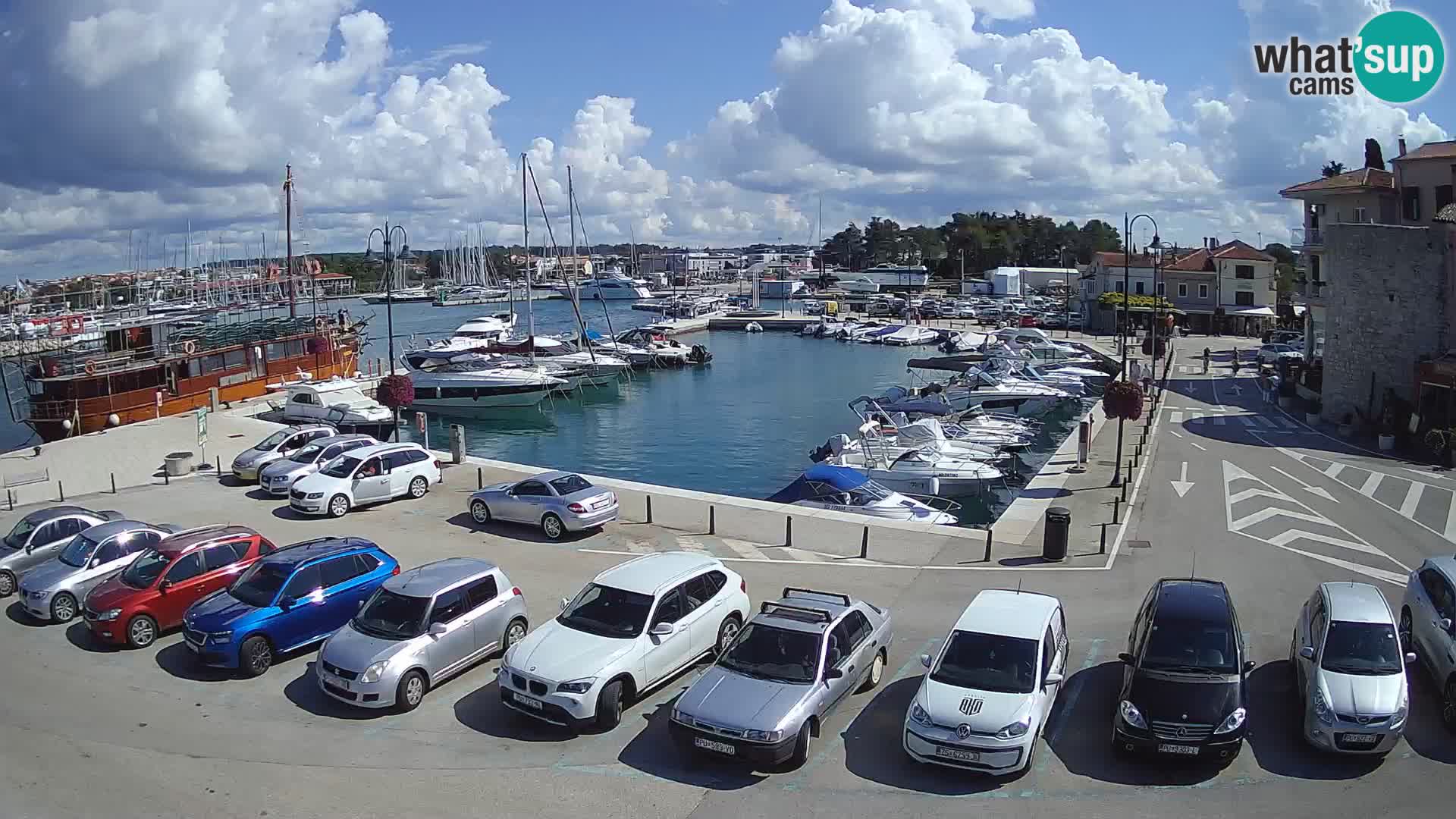 Novigrad | Porporela marina
