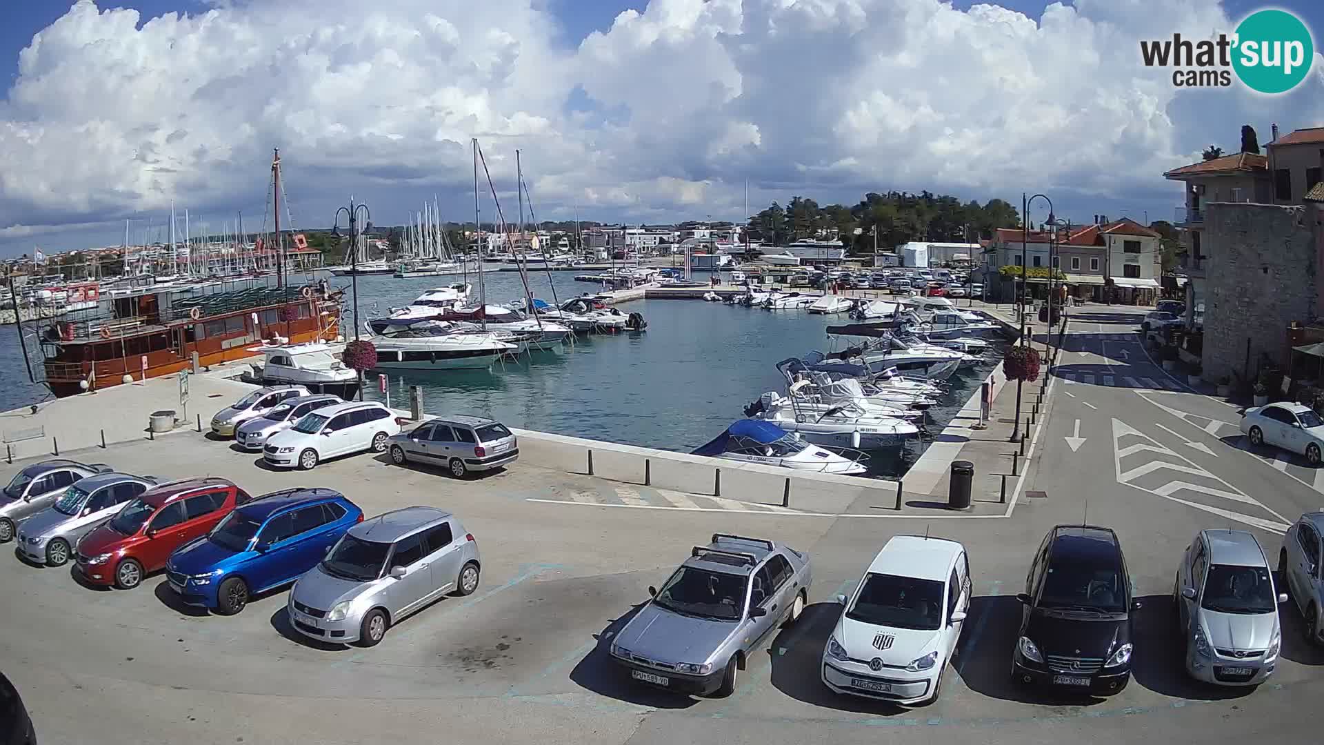 Novigrad | Porporela marina