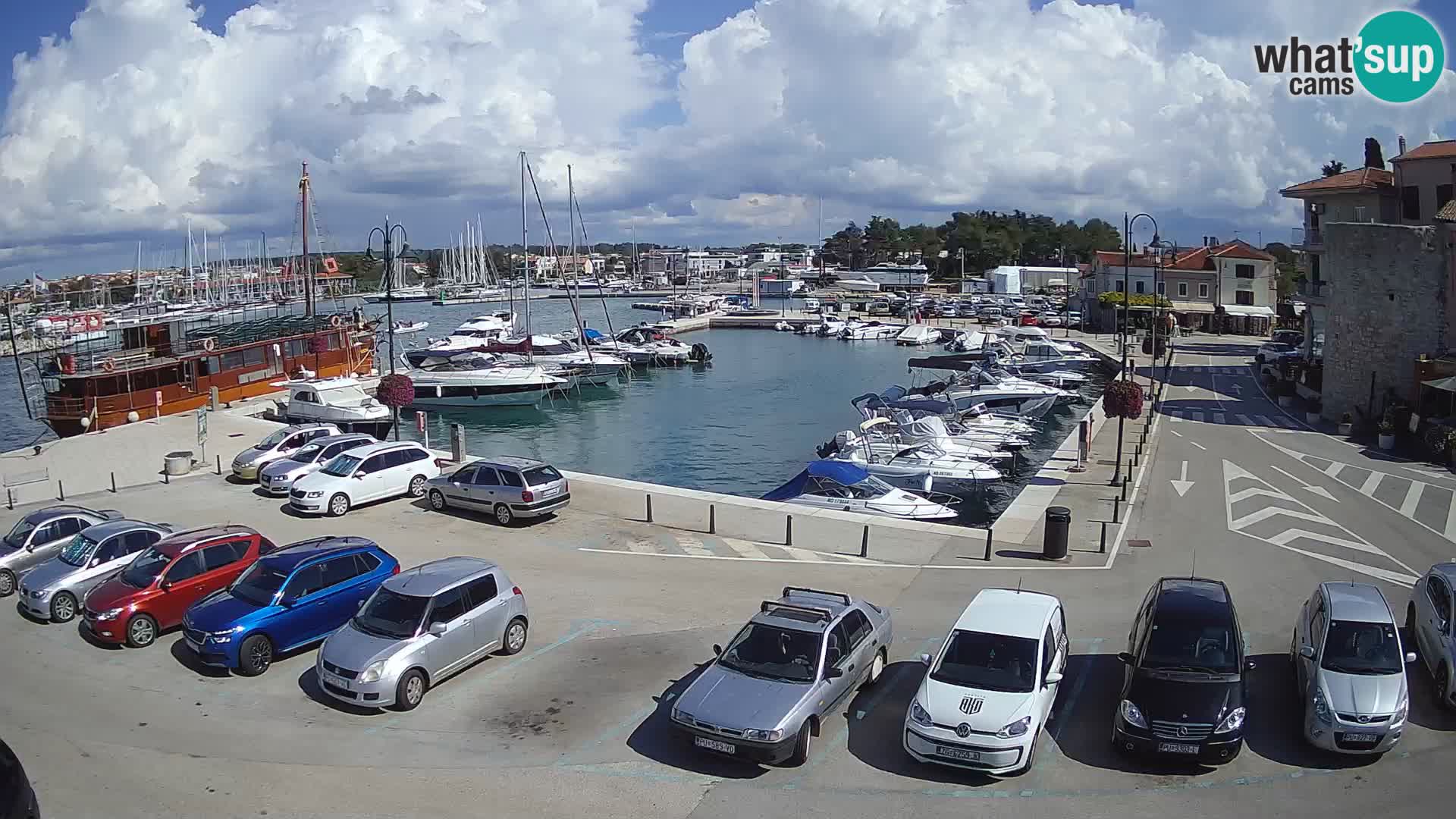 Novigrad | Porporela marina