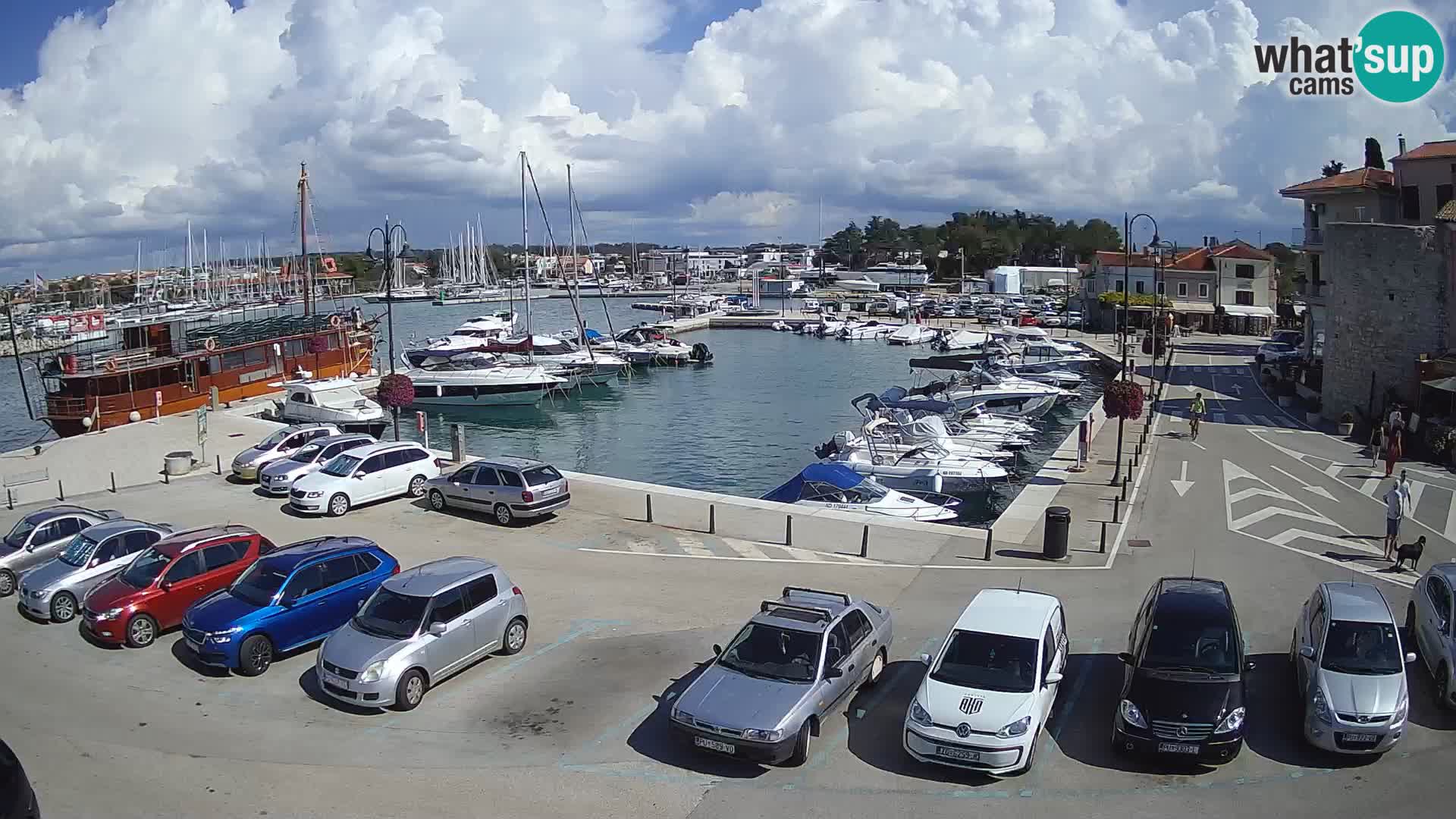 Novigrad | Porporela marina
