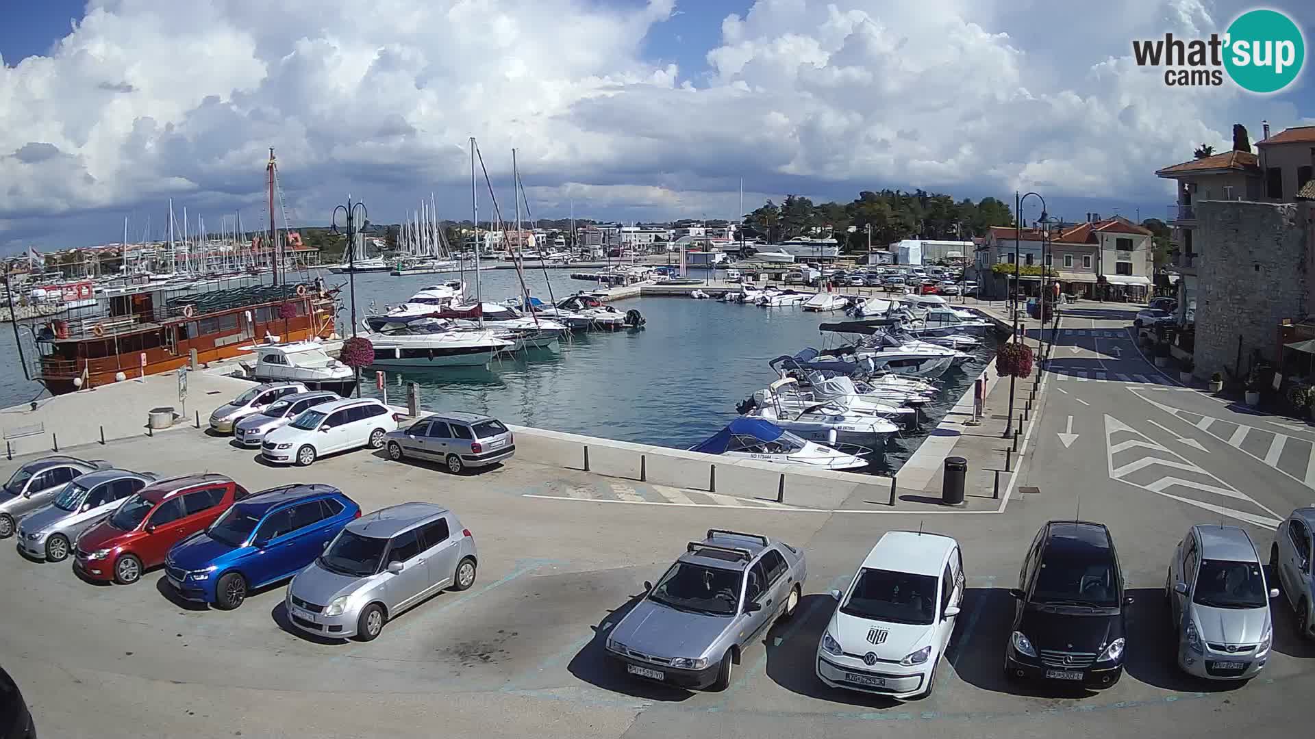 Novigrad | Porporela marina