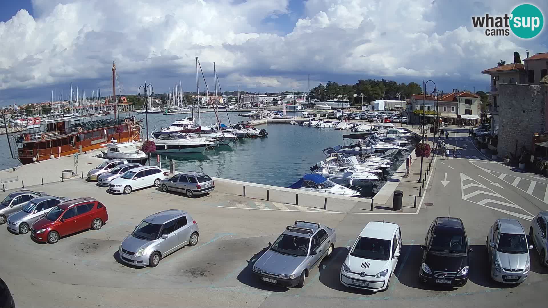 Novigrad | Porporela marina