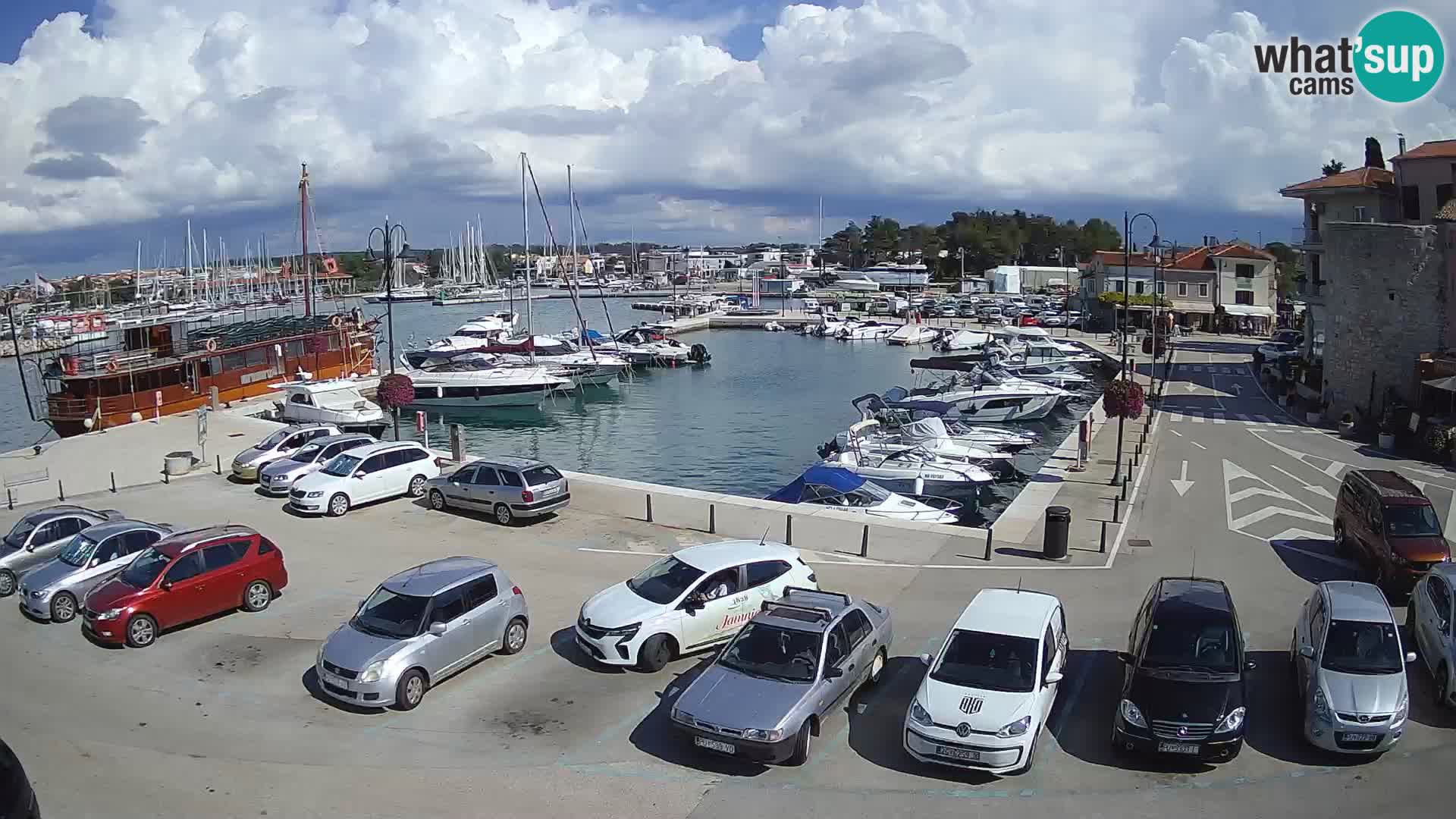 Novigrad | Porporela marina