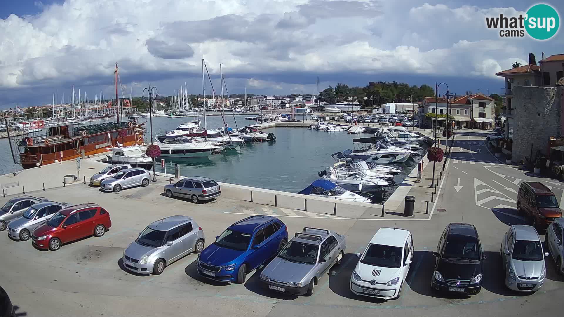Novigrad | Porporela marina
