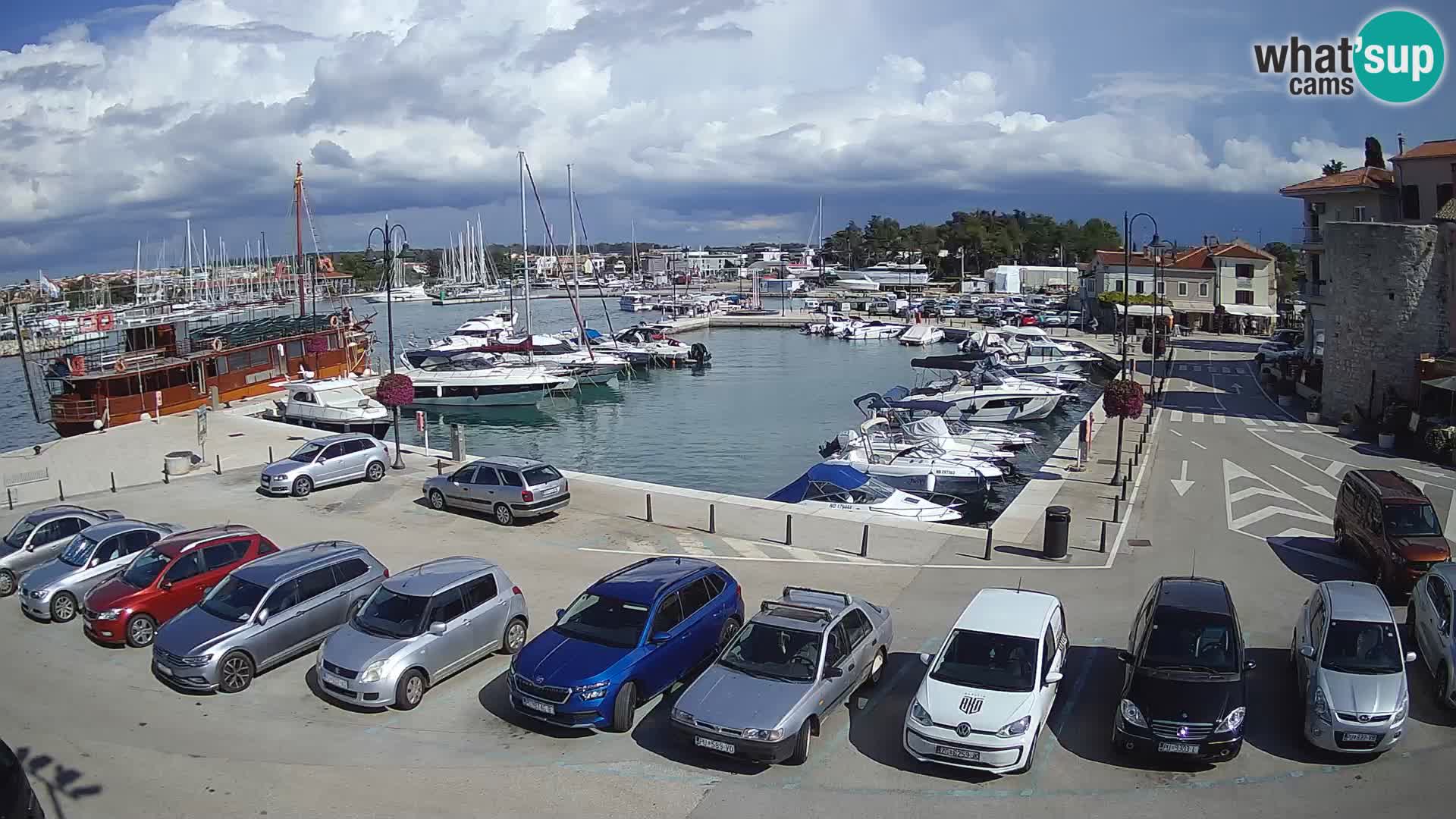 Novigrad | Porporela marina