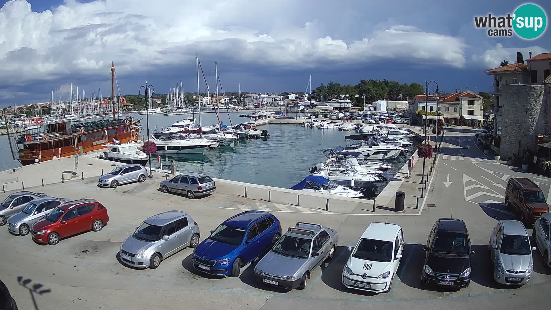Novigrad | Porporela marina