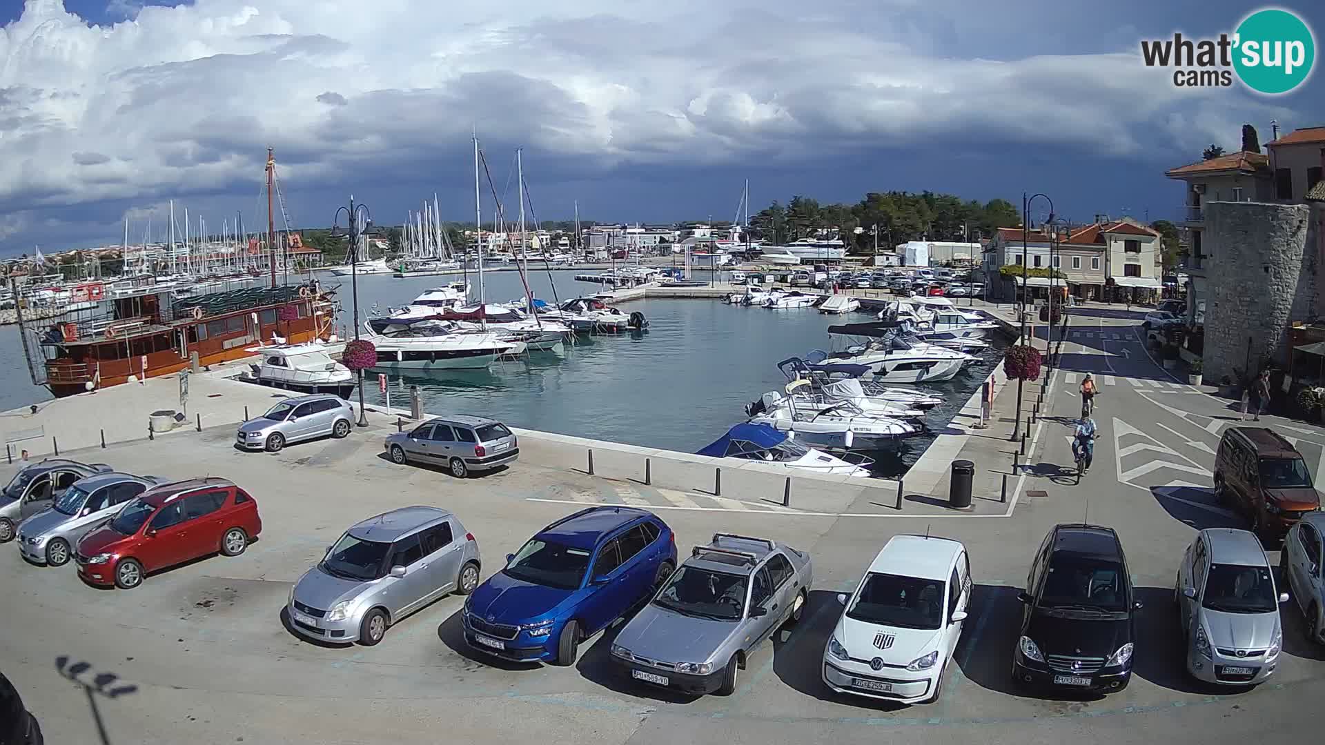 Novigrad | Porporela marina