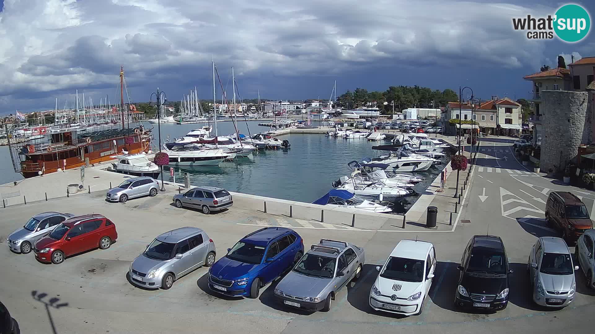Novigrad | Porporela marina