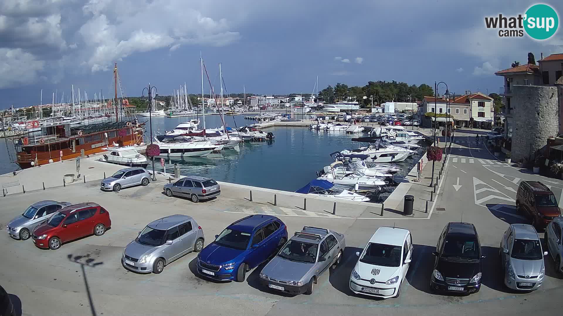 Novigrad | Porporela marina