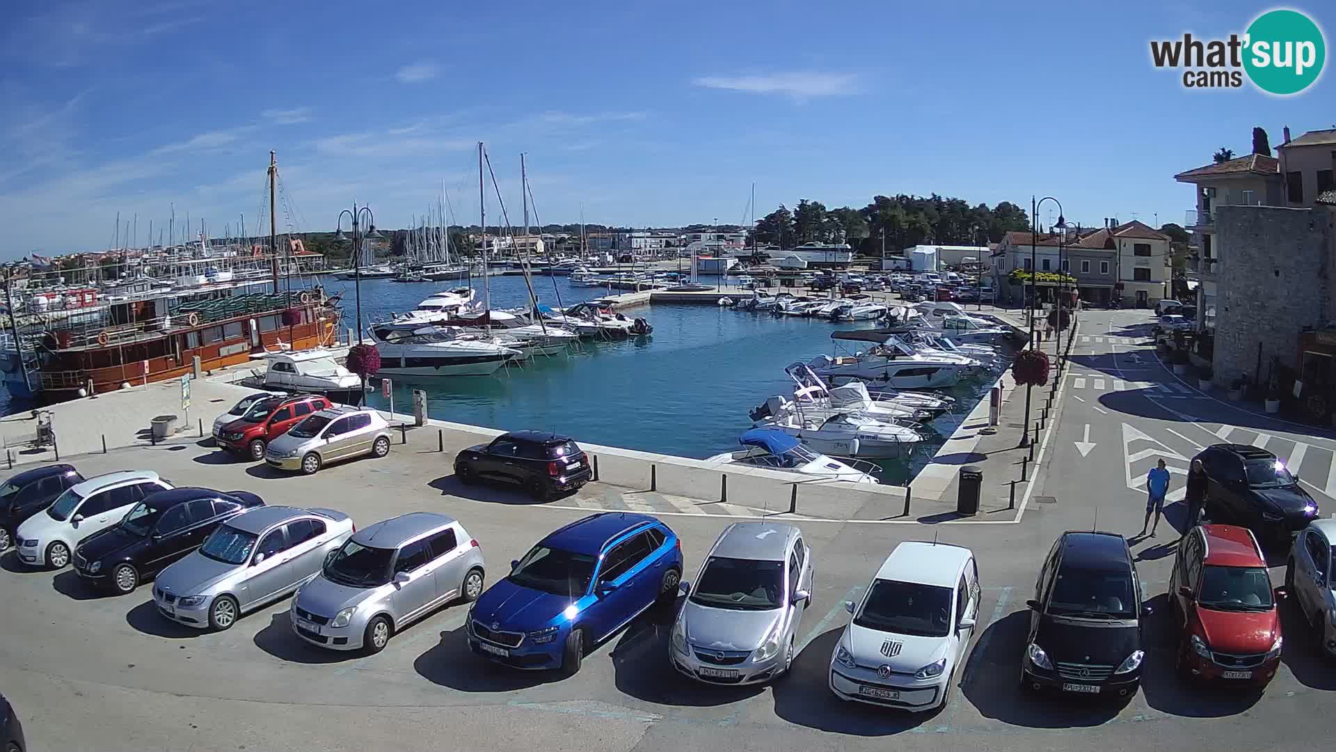 Novigrad | Porporela marina