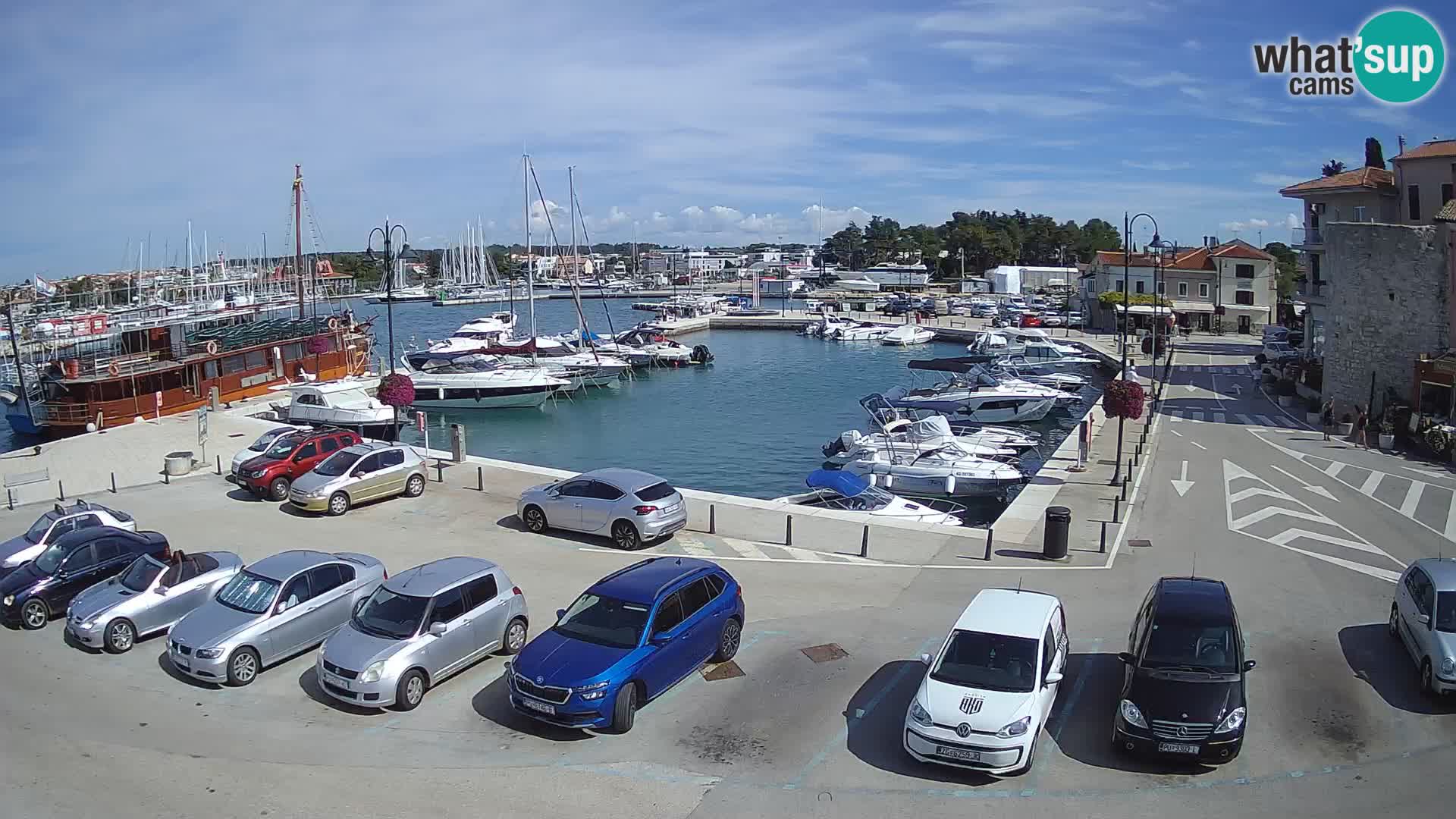 Novigrad | Porporela marina