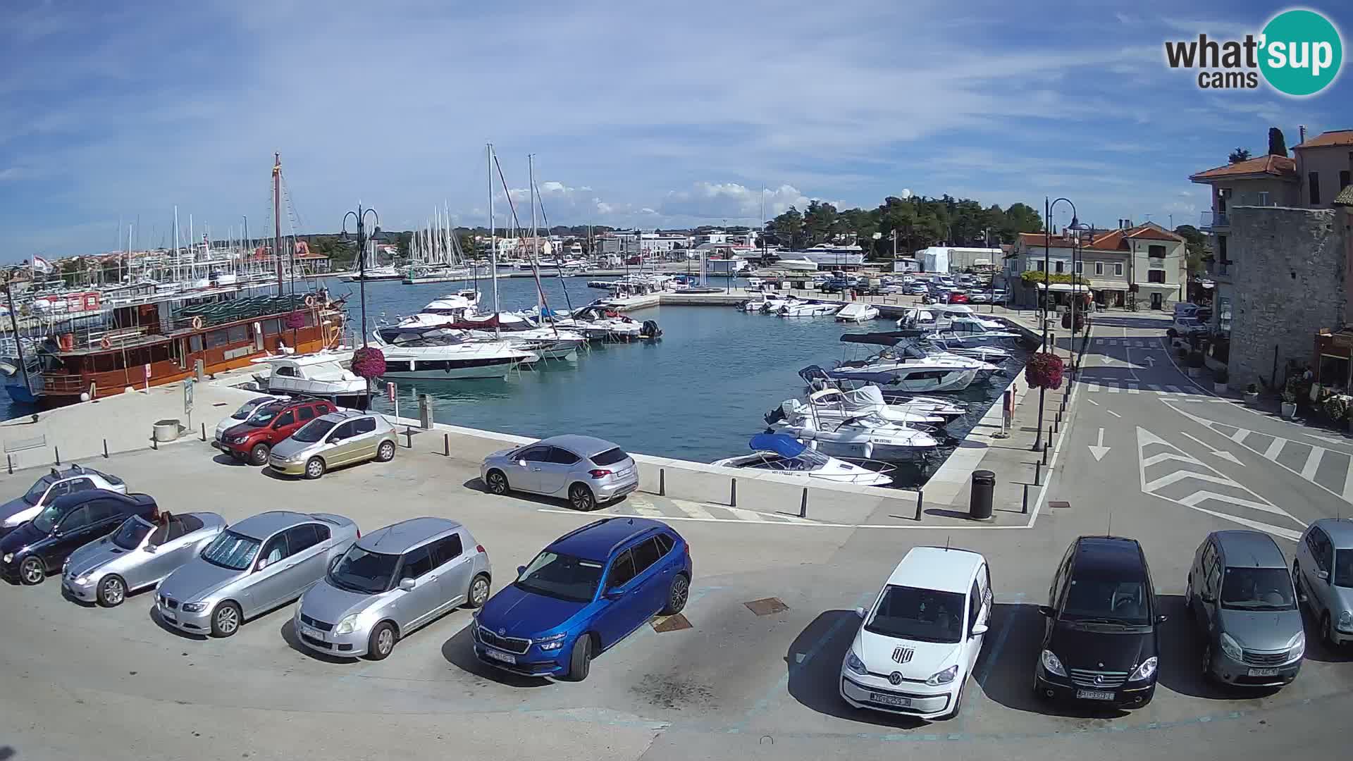 Novigrad | Porporela marina