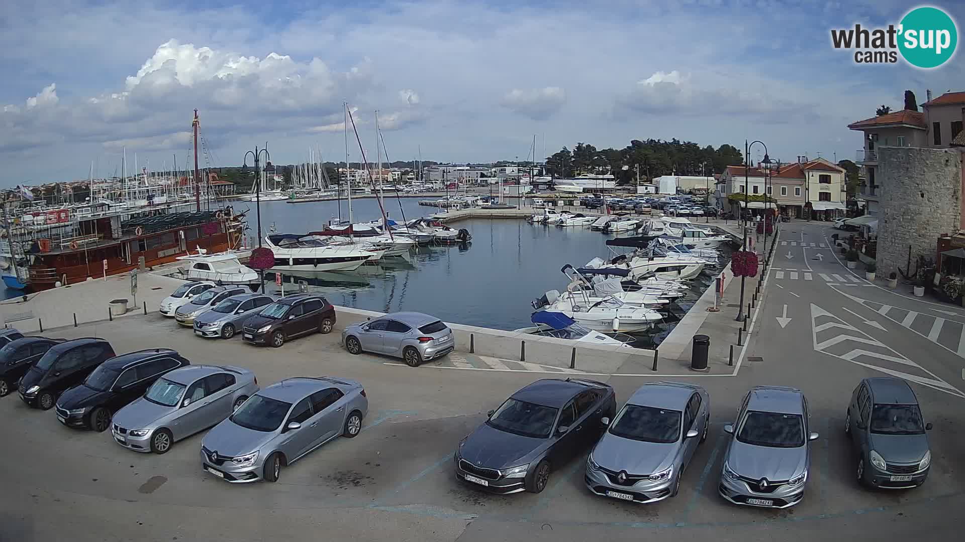 Novigrad | Porporela marina