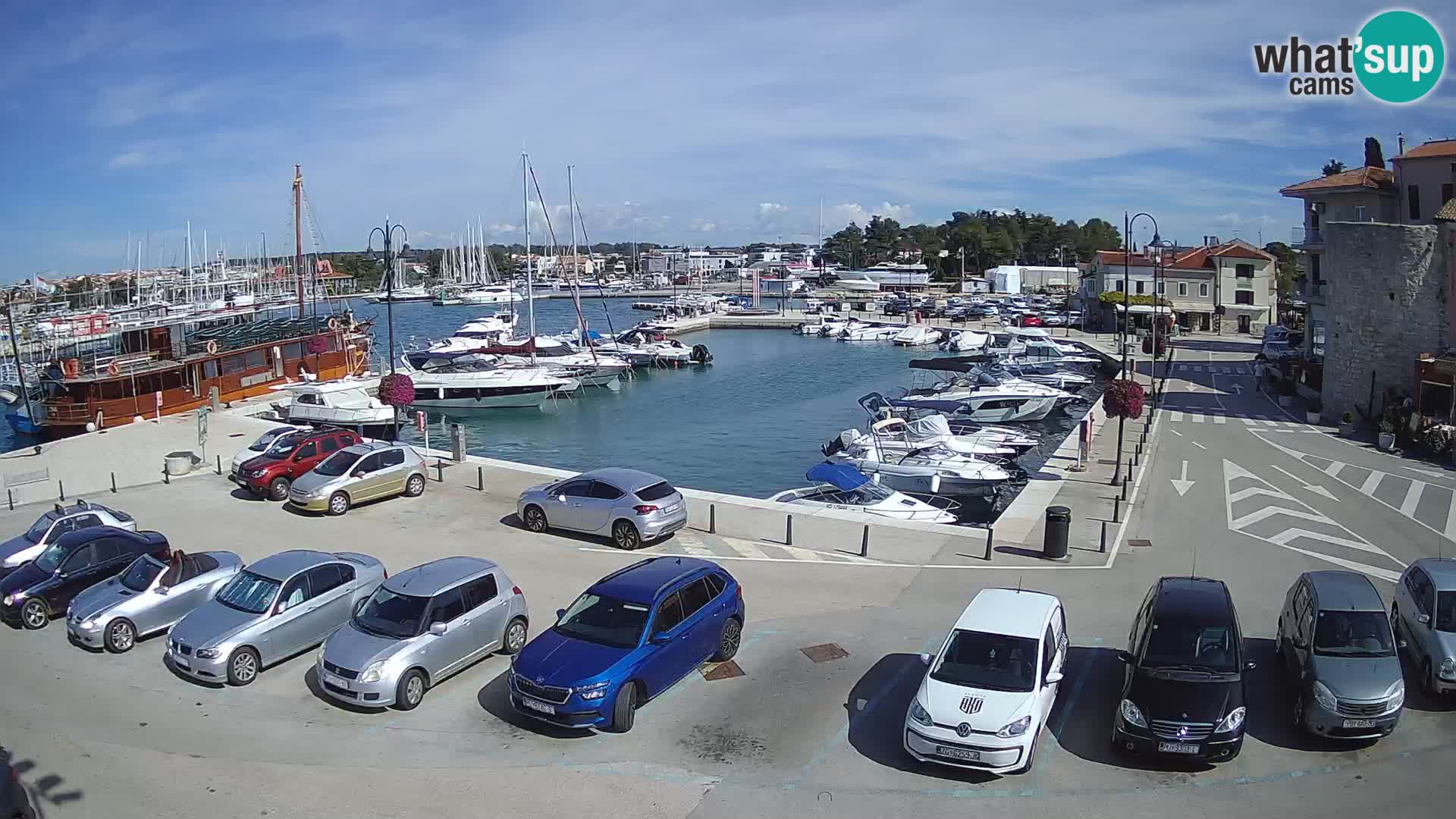 Novigrad | Porporela marina