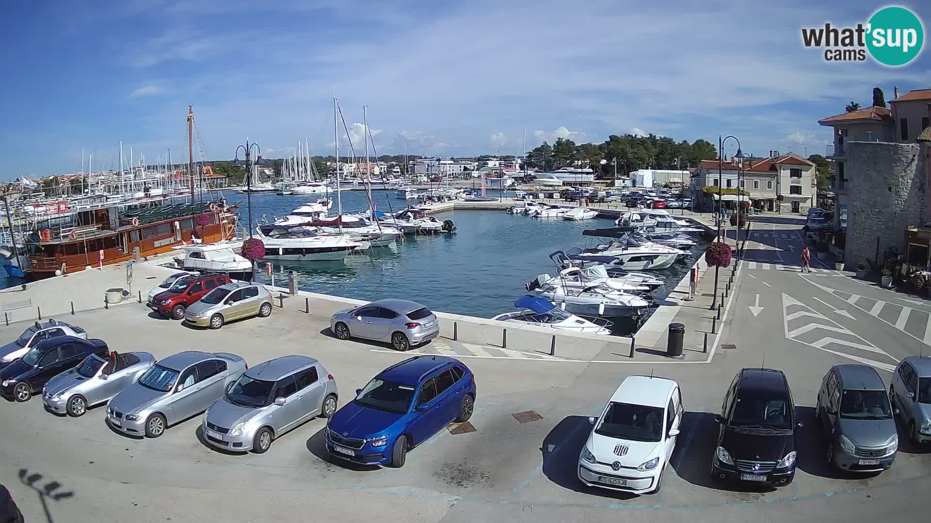 Novigrad | Porporela marina