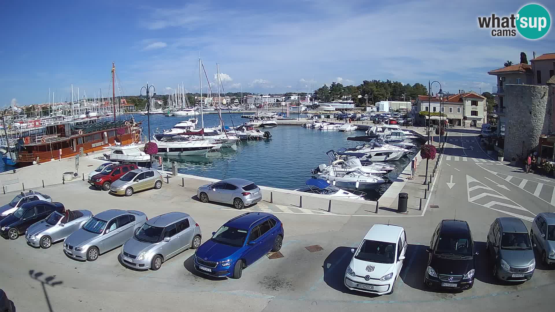 Novigrad | Porporela marina