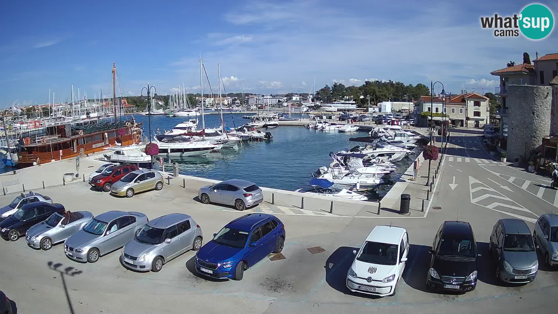 Novigrad | Porporela marina