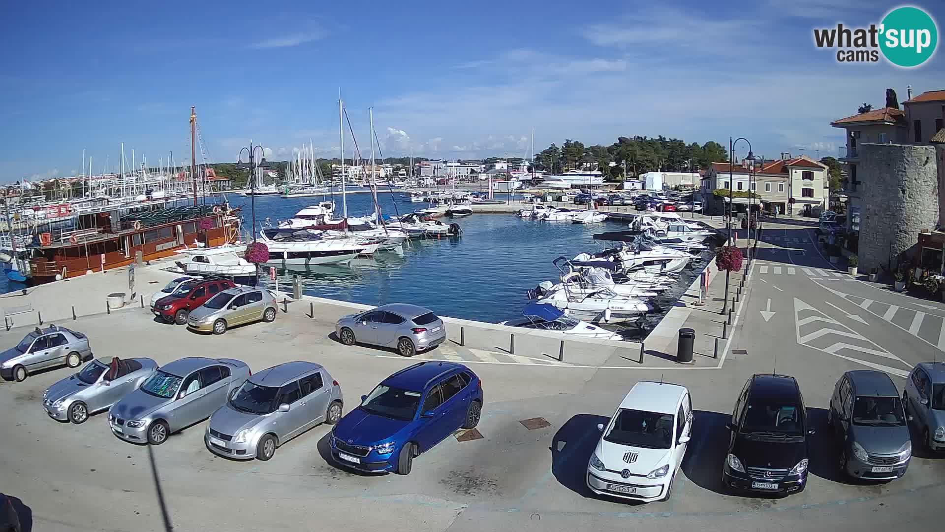 Novigrad | Porporela marina
