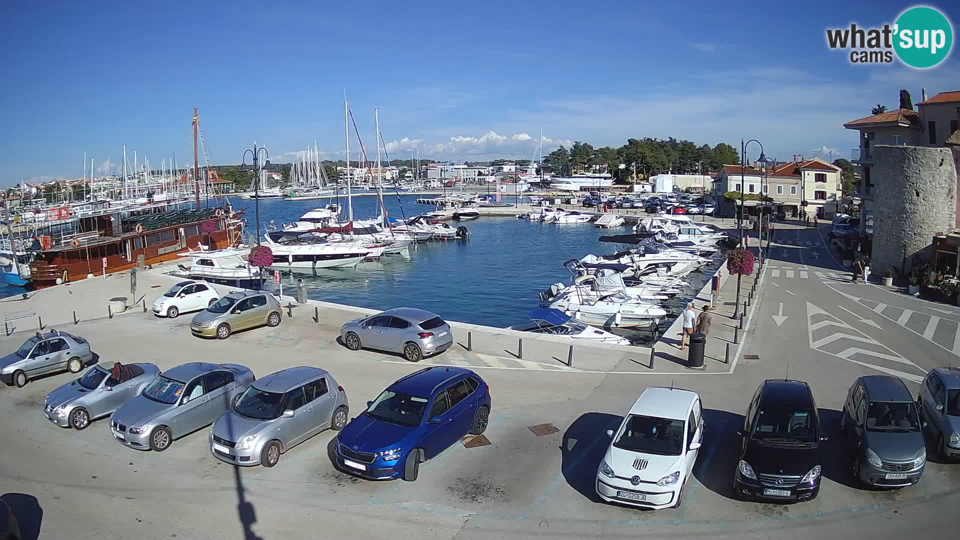 Novigrad | Porporela marina